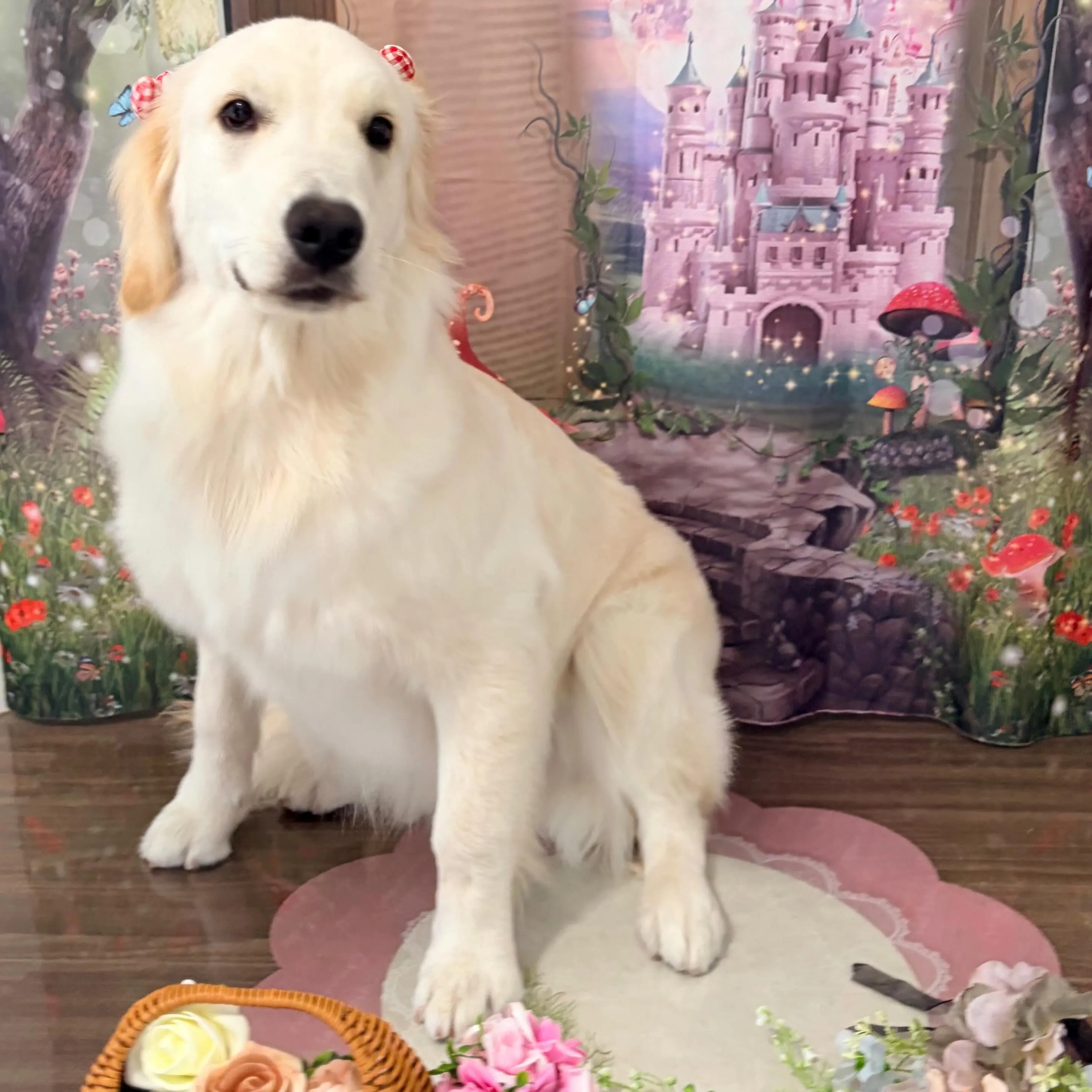 トリミングのセットメニューをご利用いただいたわんこたちです🌟