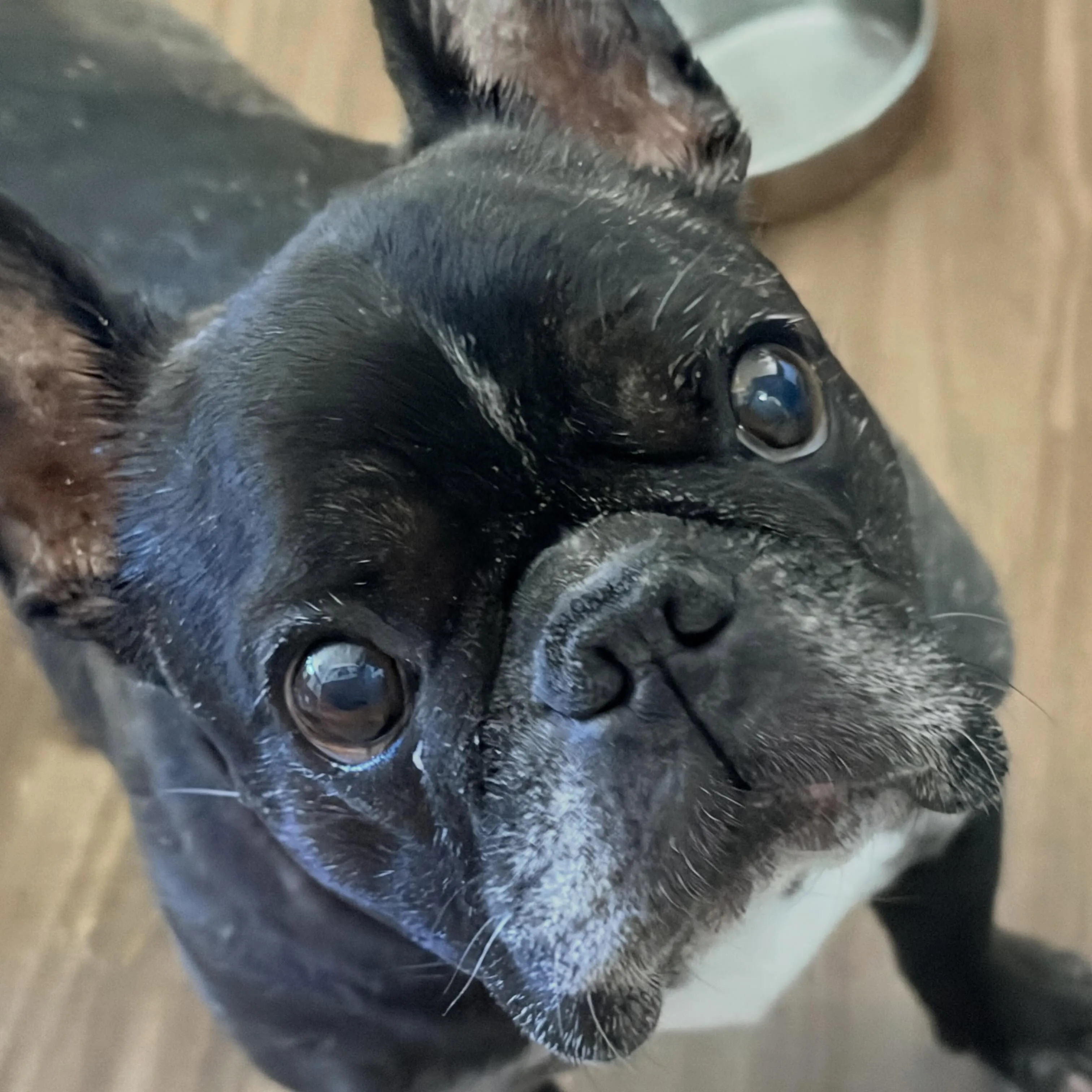 入会してくれたマサルくんです🐶