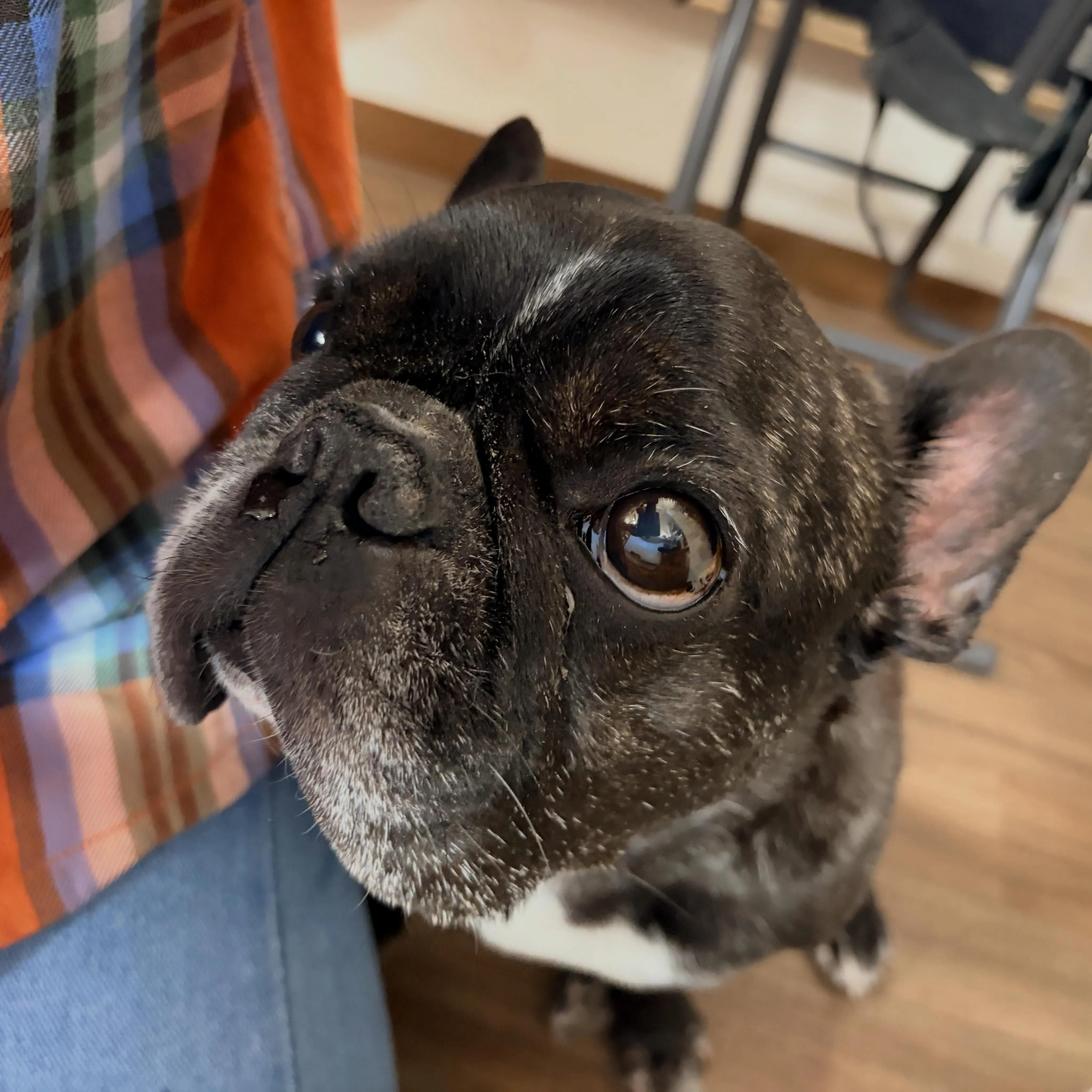 入会してくれたマサルくんです🐶