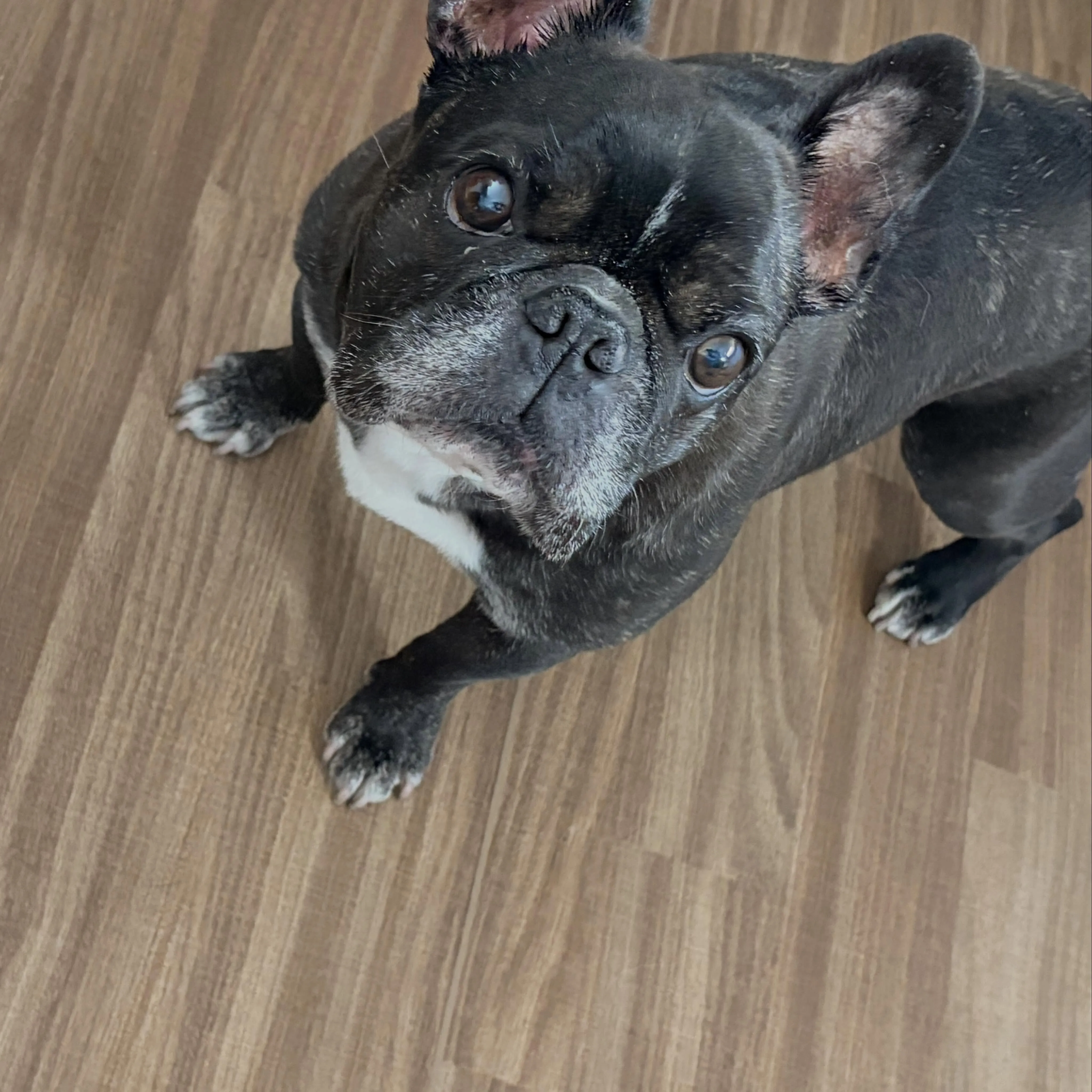入会してくれたマサルくんです🐶