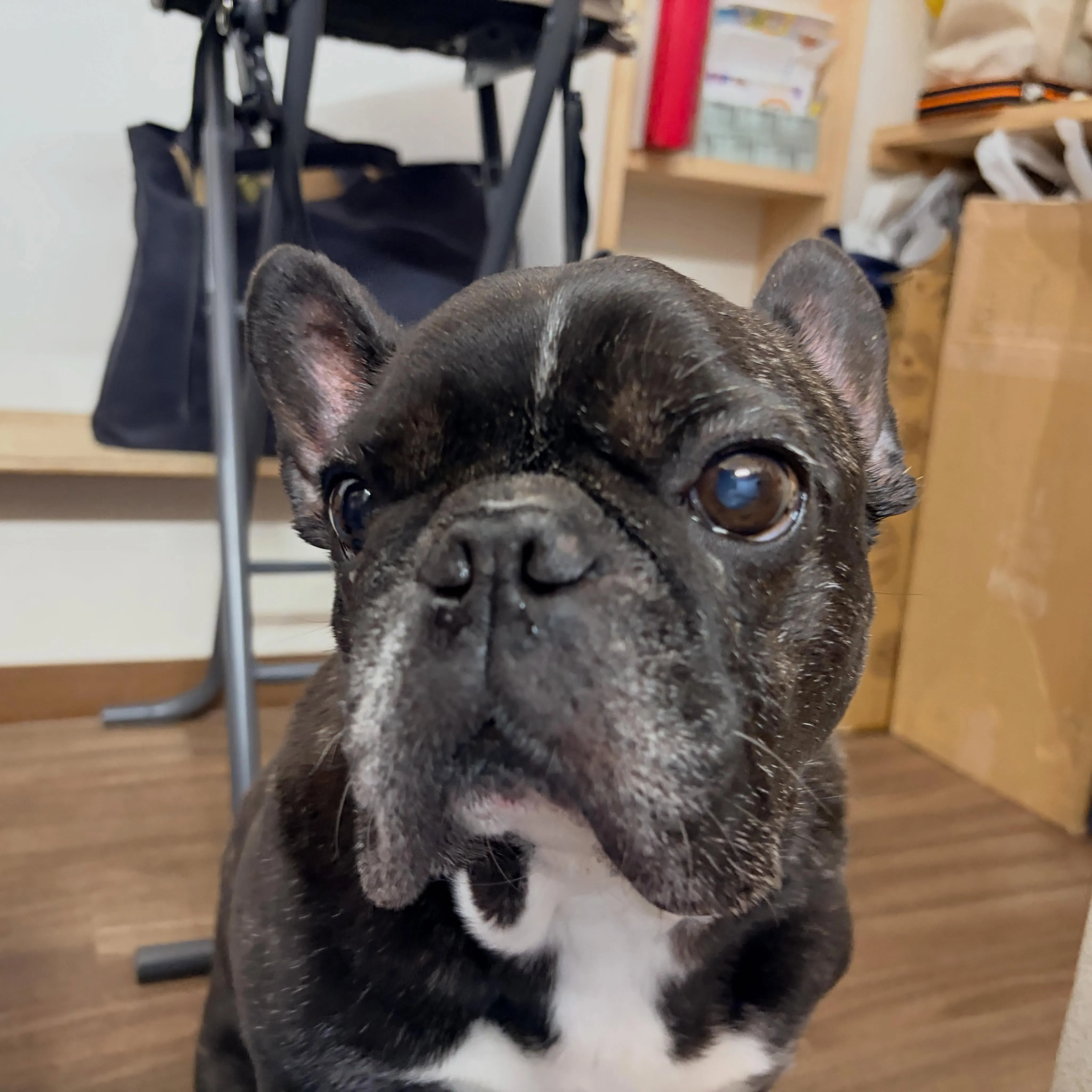 入会してくれたマサルくんです🐶