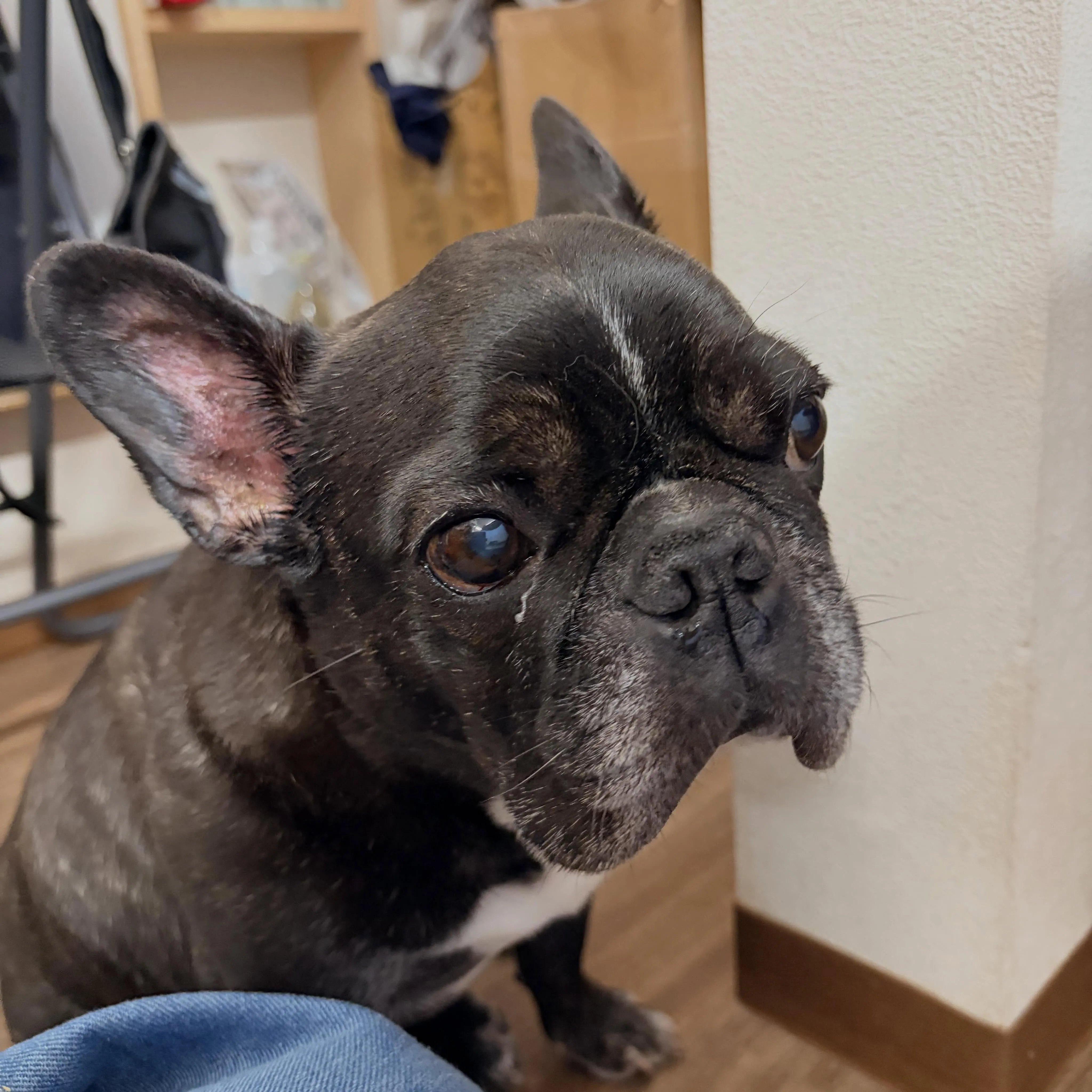 入会してくれたマサルくんです🐶