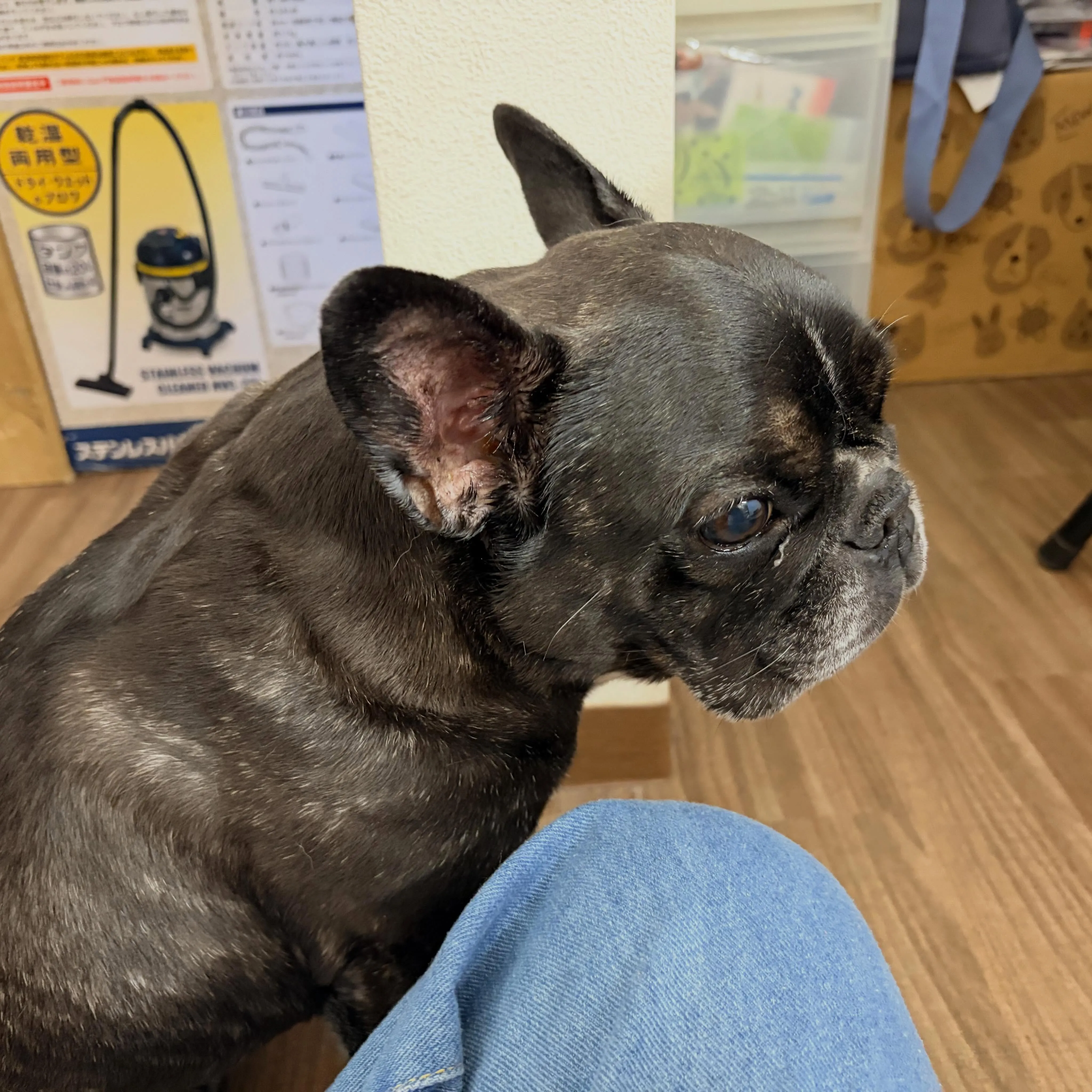 入会してくれたマサルくんです🐶