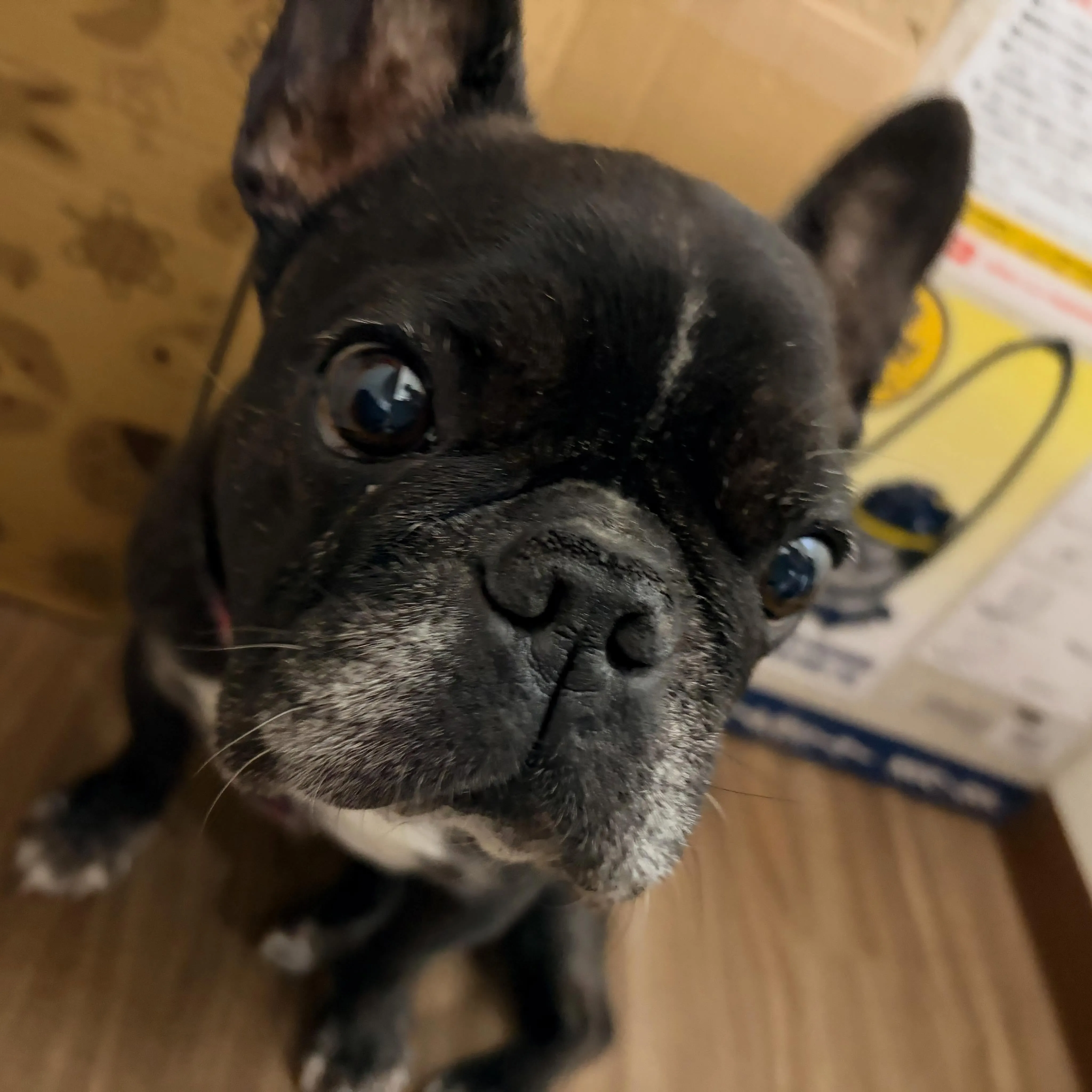 入会してくれたマサルくんです🐶