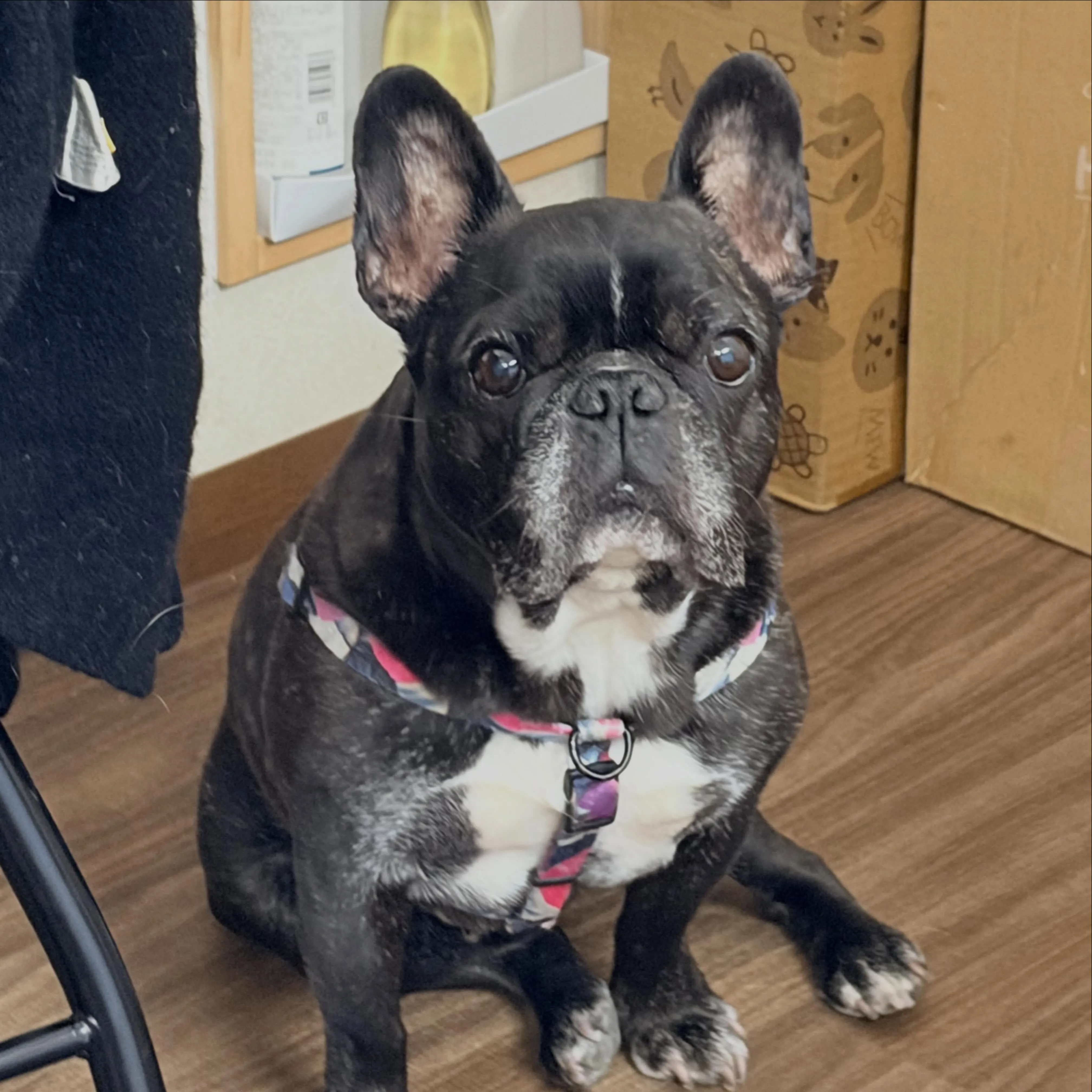 入会してくれたマサルくんです🐶