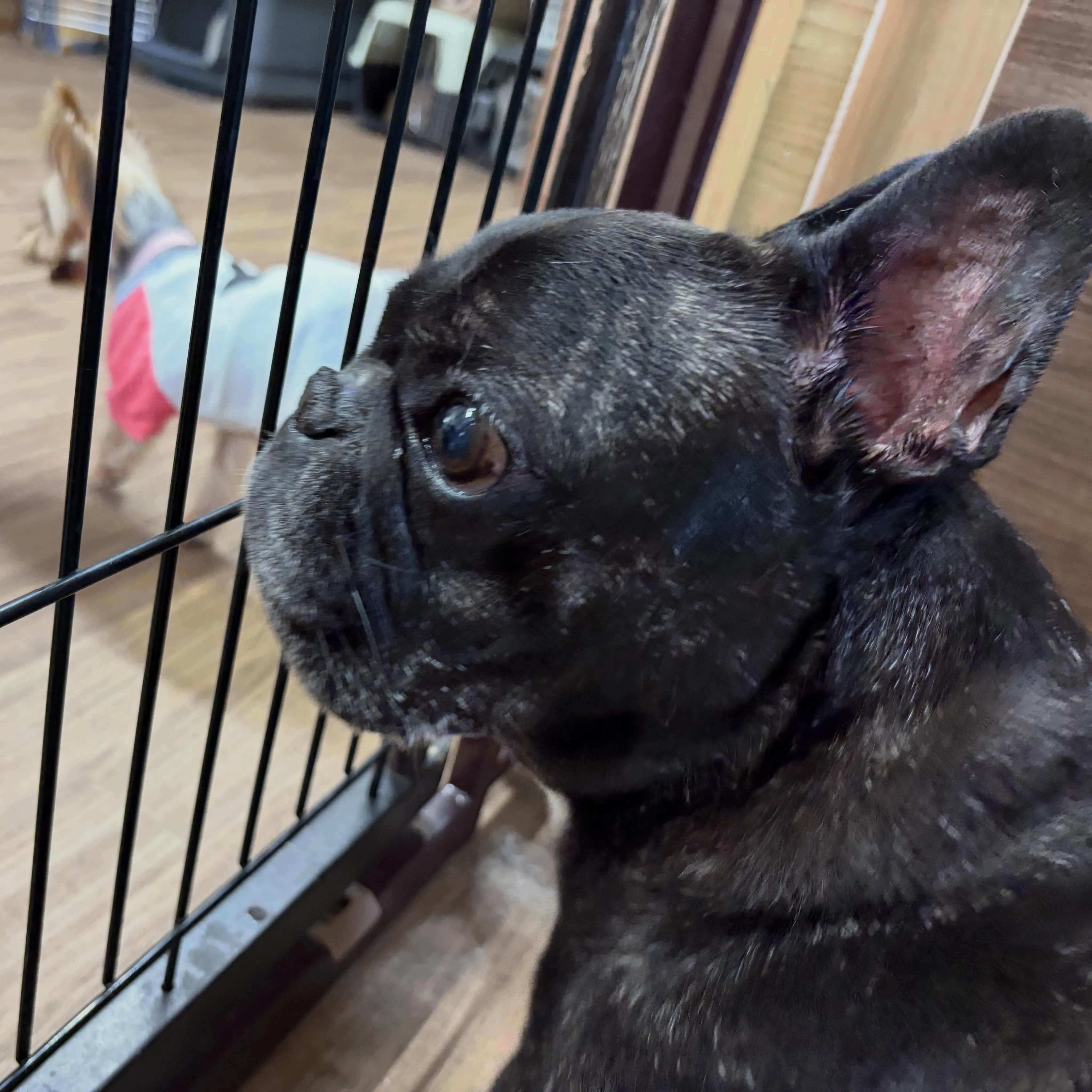 入会してくれたマサルくんです🐶