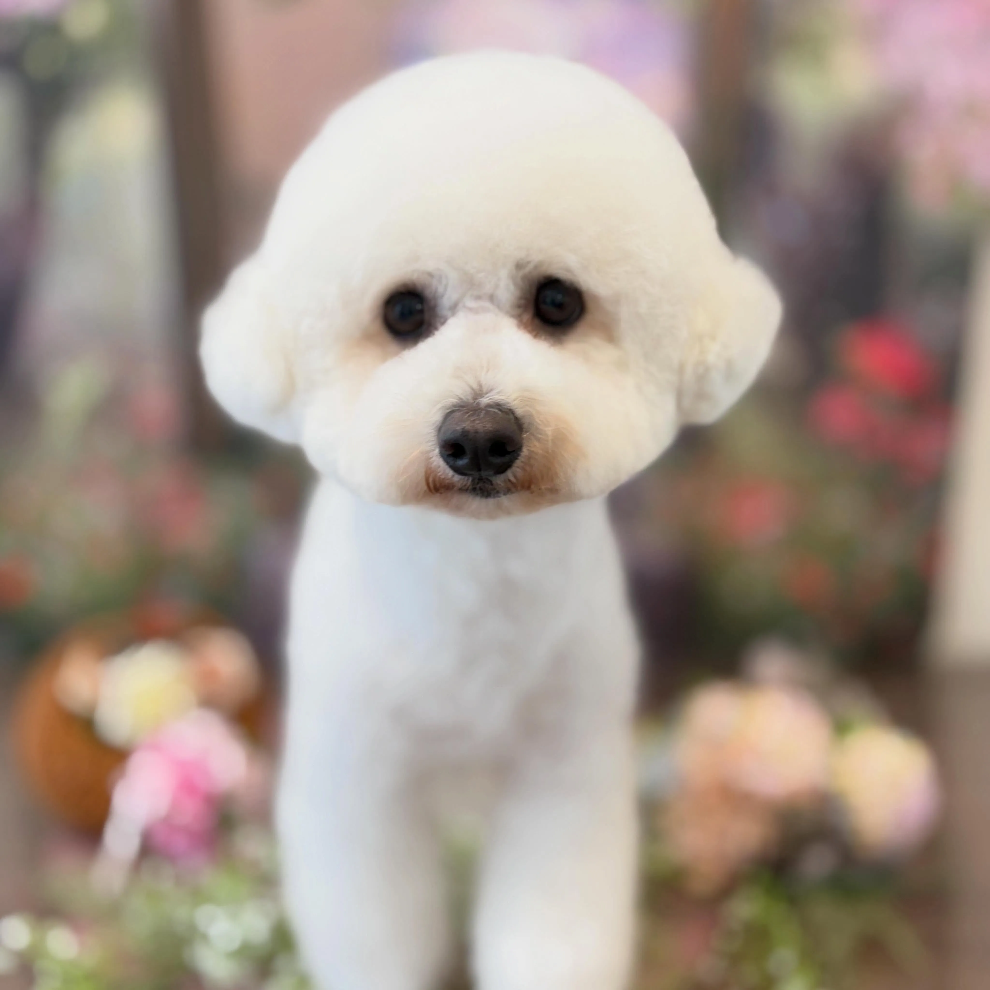 トリミングのセットメニューをご利用頂いたわんこたち💕