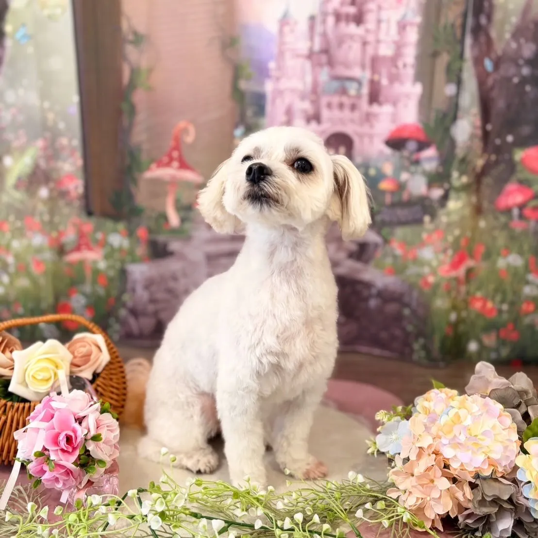 トリミングのセットメニューをご利用頂いたわんこたち💕