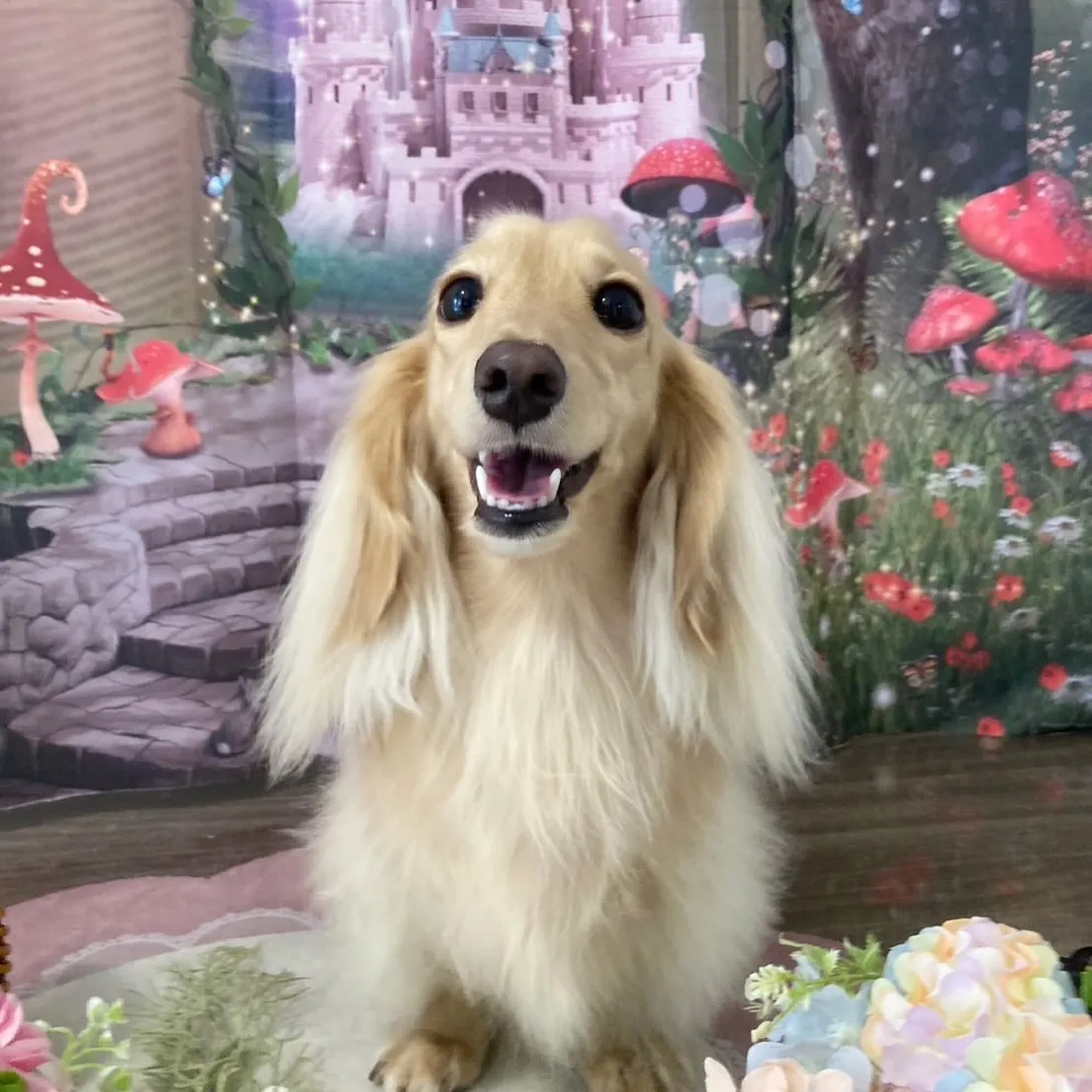 トリミングのセットメニューをご利用頂いたわんこたち💕