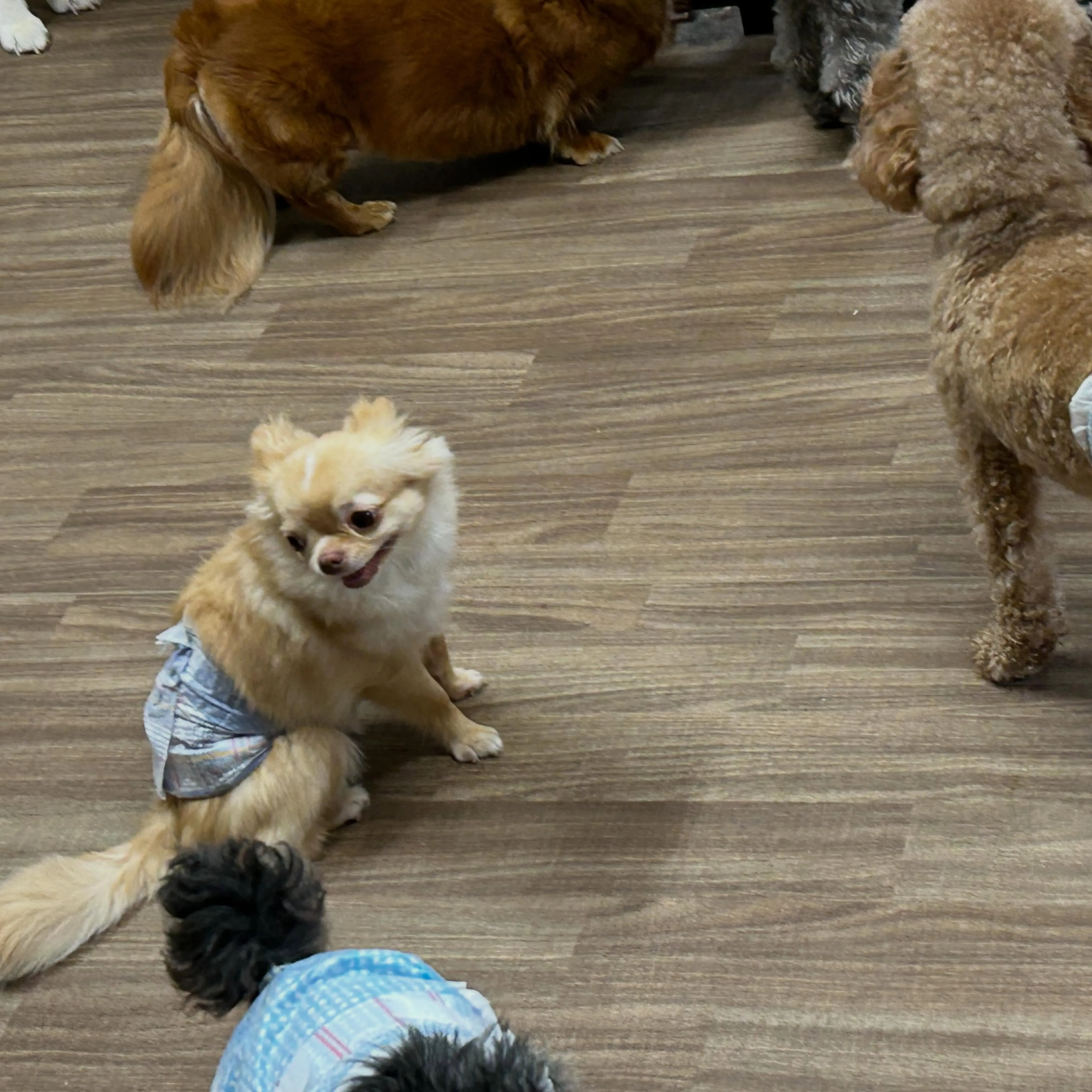 入会してくれたたるとくんです❣️