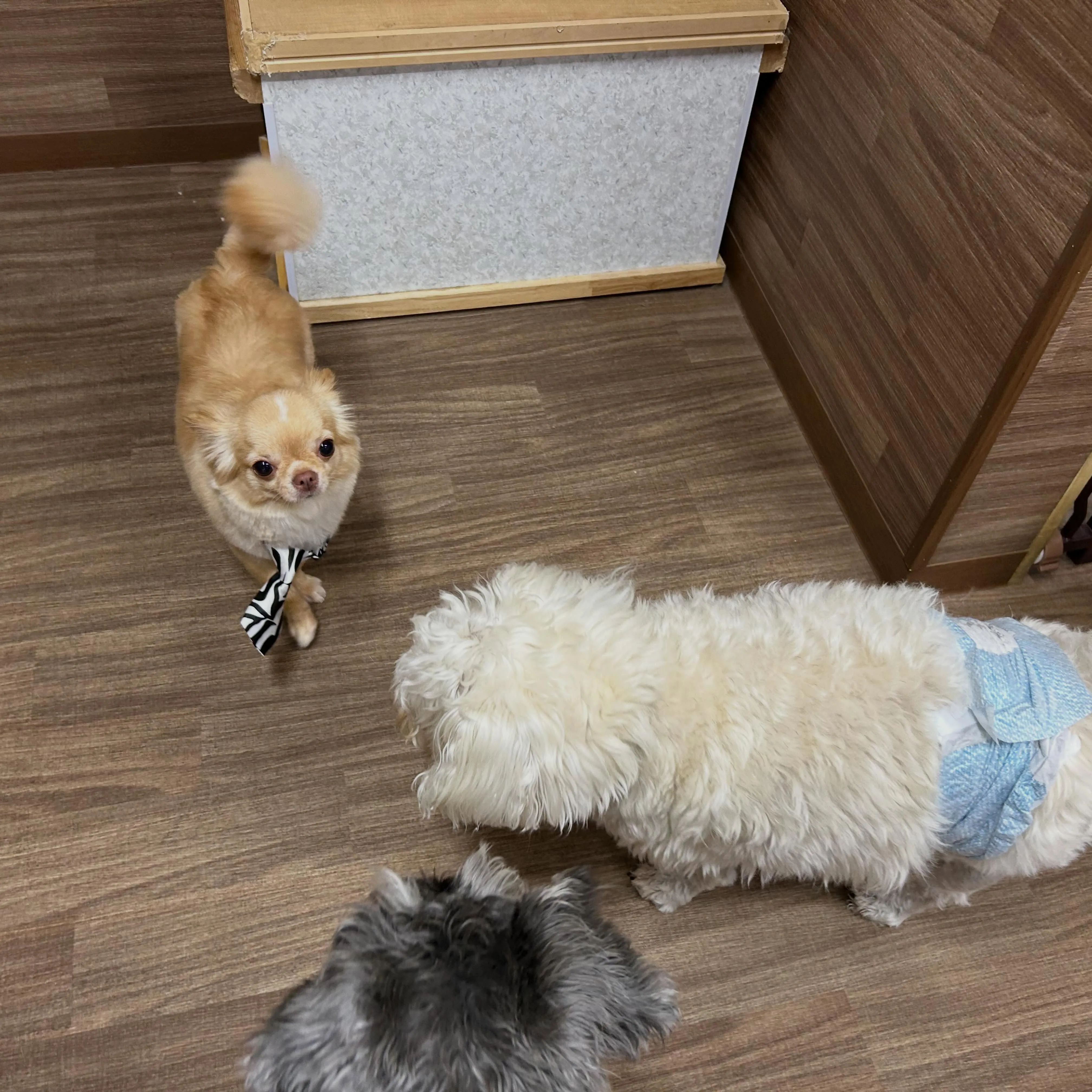 入会してくれたたるとくんです❣️