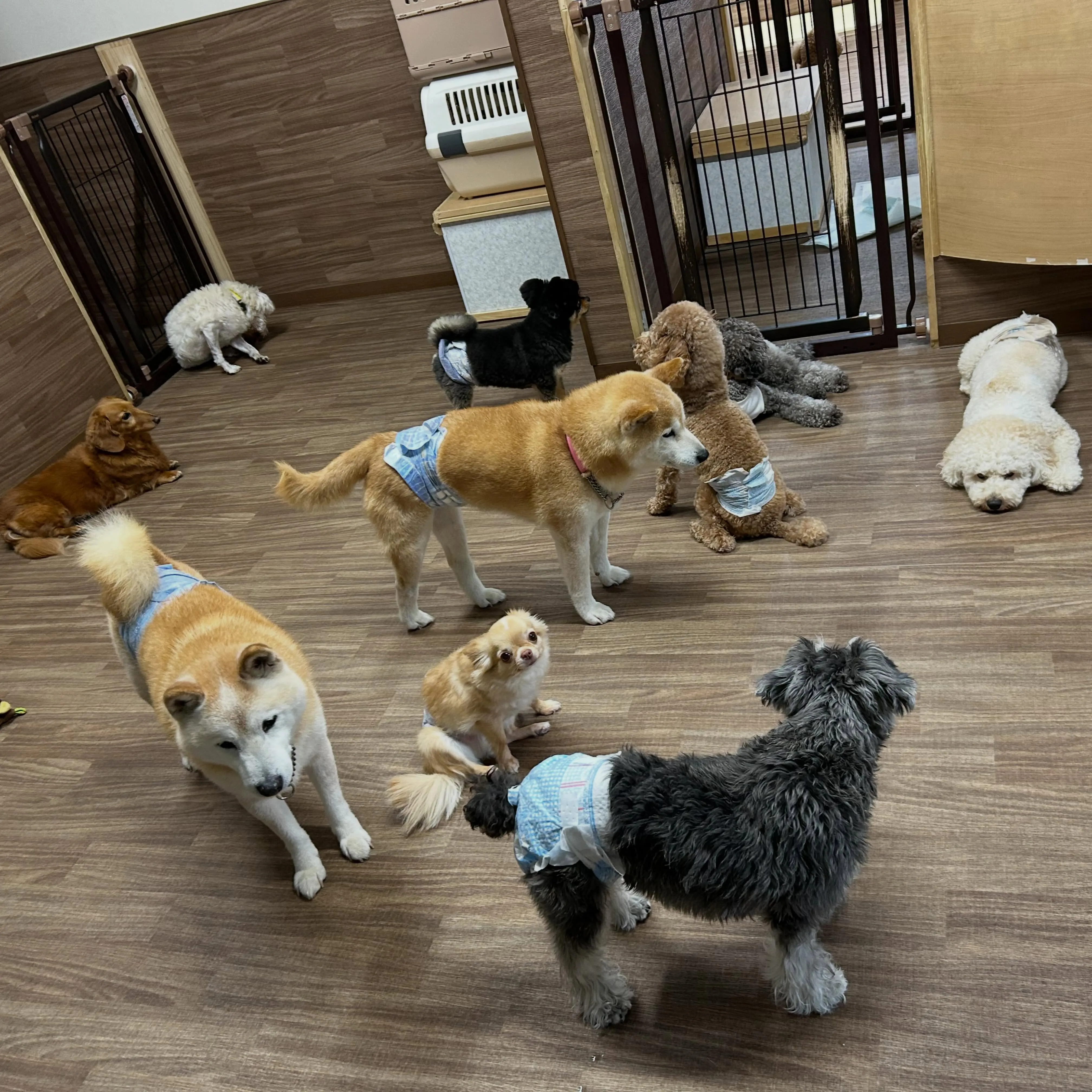 入会してくれたたるとくんです❣️