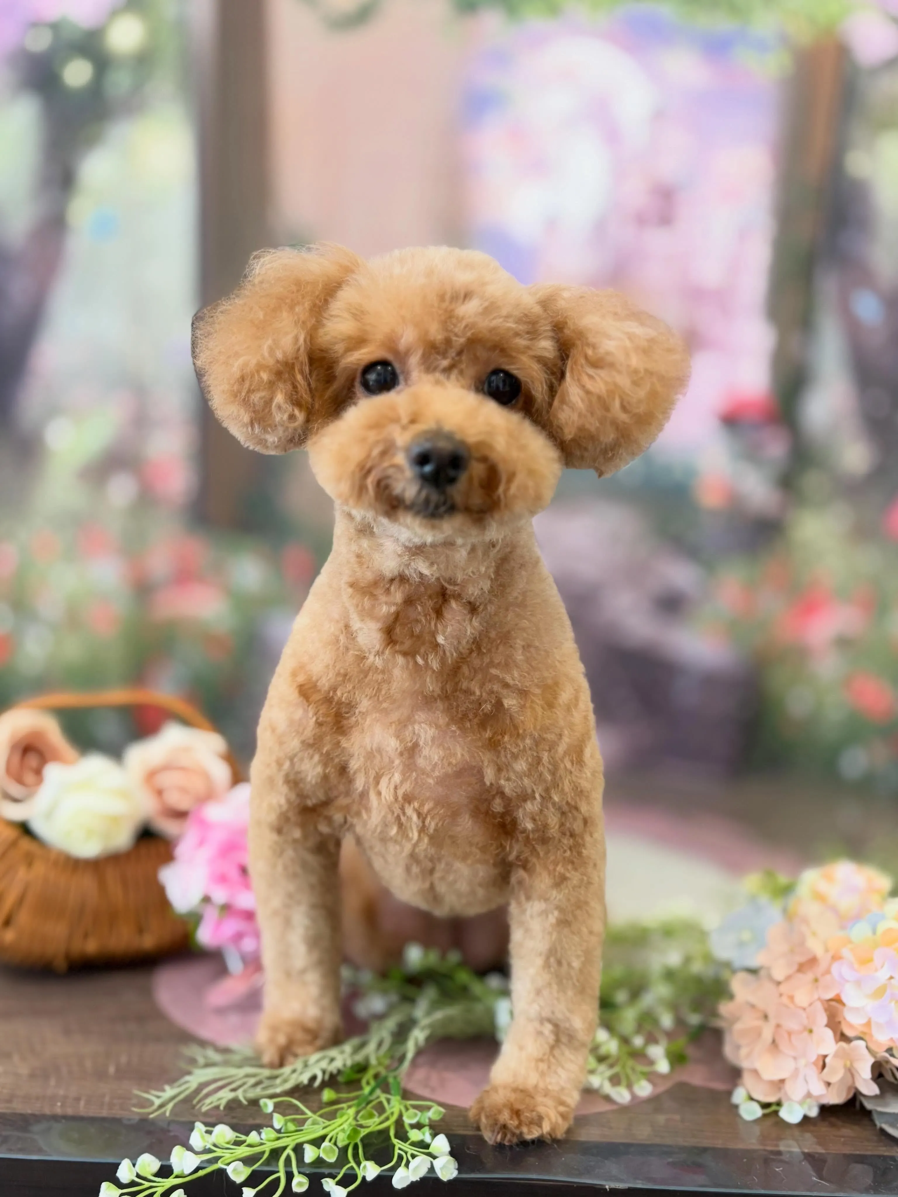 トリミングのセットメニューをご利用頂いたわんこたちです✨️