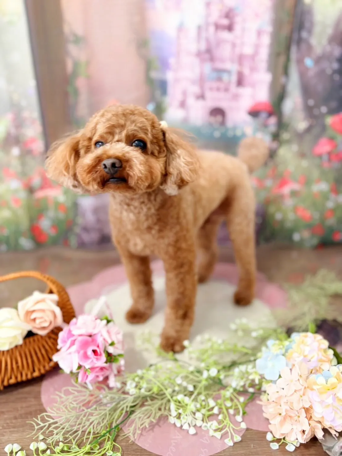 トリミングのセットメニューをご利用頂いたわんこたちです✨️