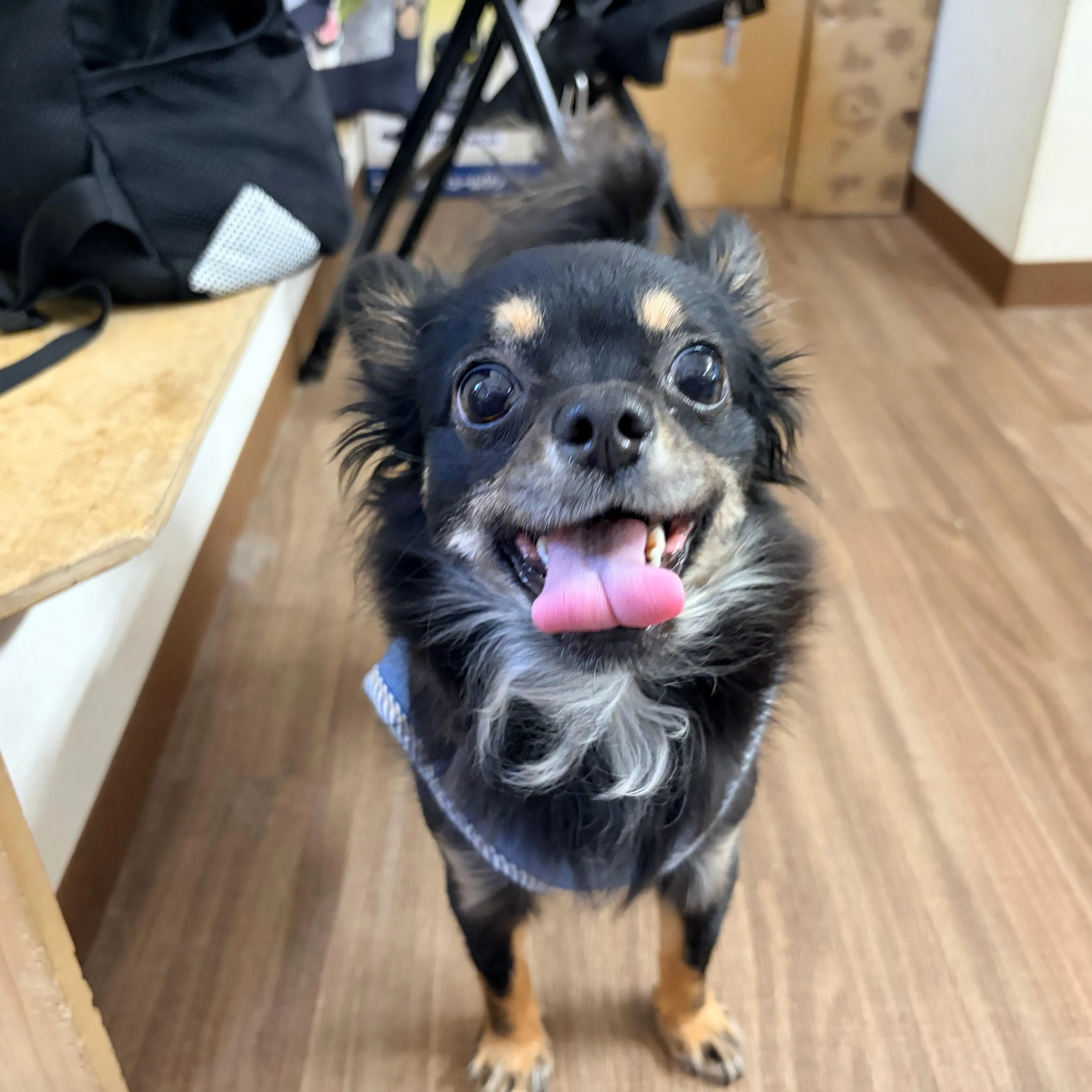 入会してくれたトトくんと大福くんです🐶