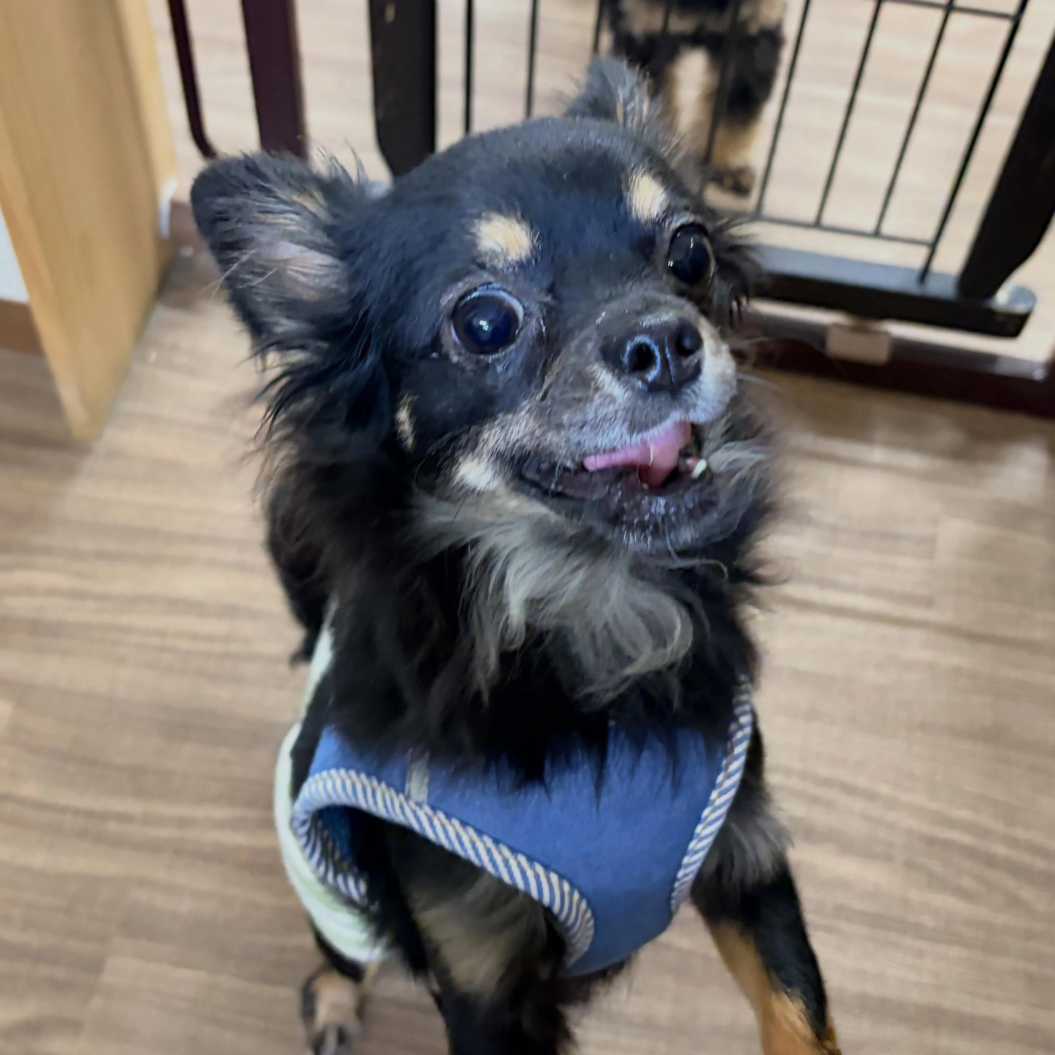 入会してくれたトトくんと大福くんです🐶