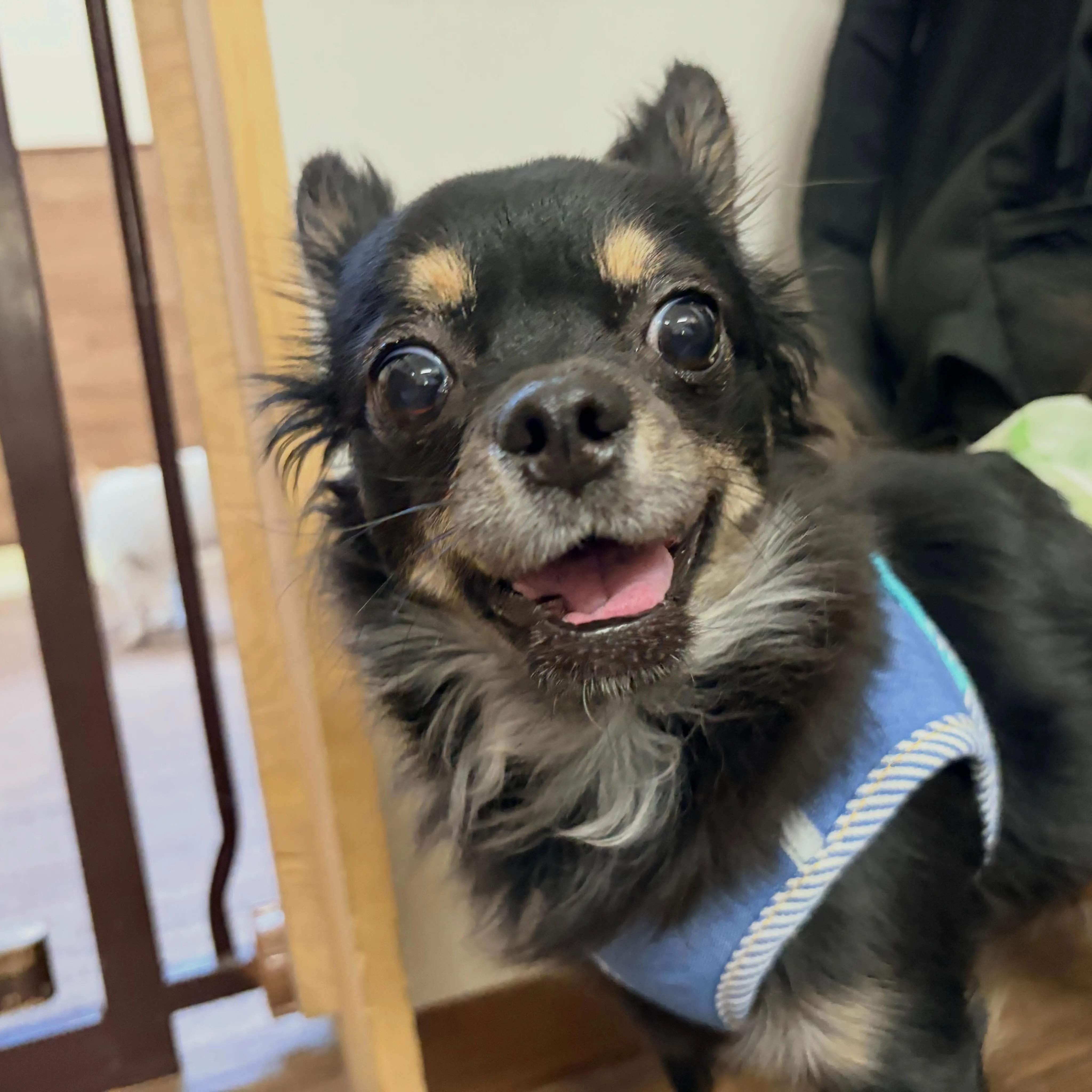入会してくれたトトくんと大福くんです🐶