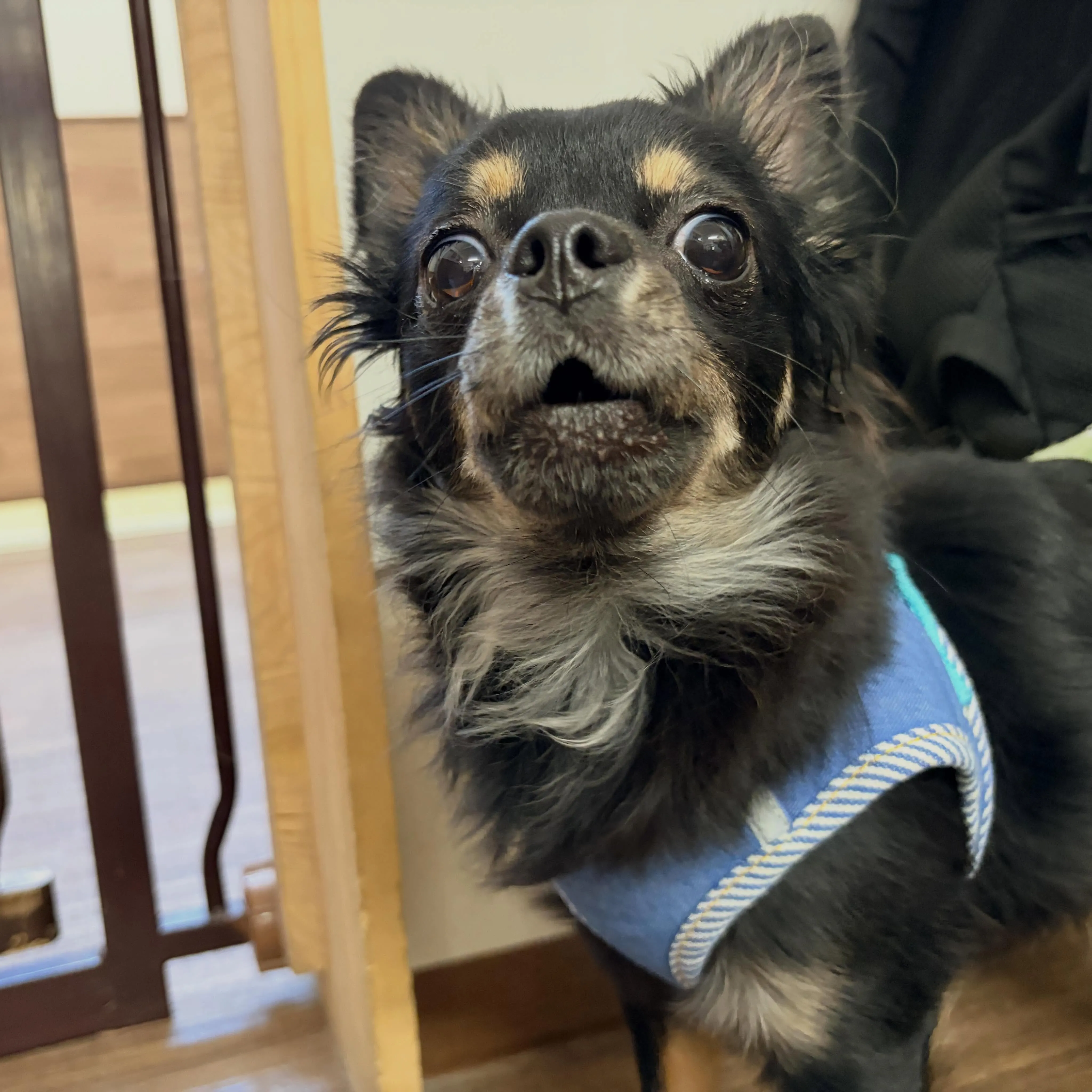 入会してくれたトトくんと大福くんです🐶