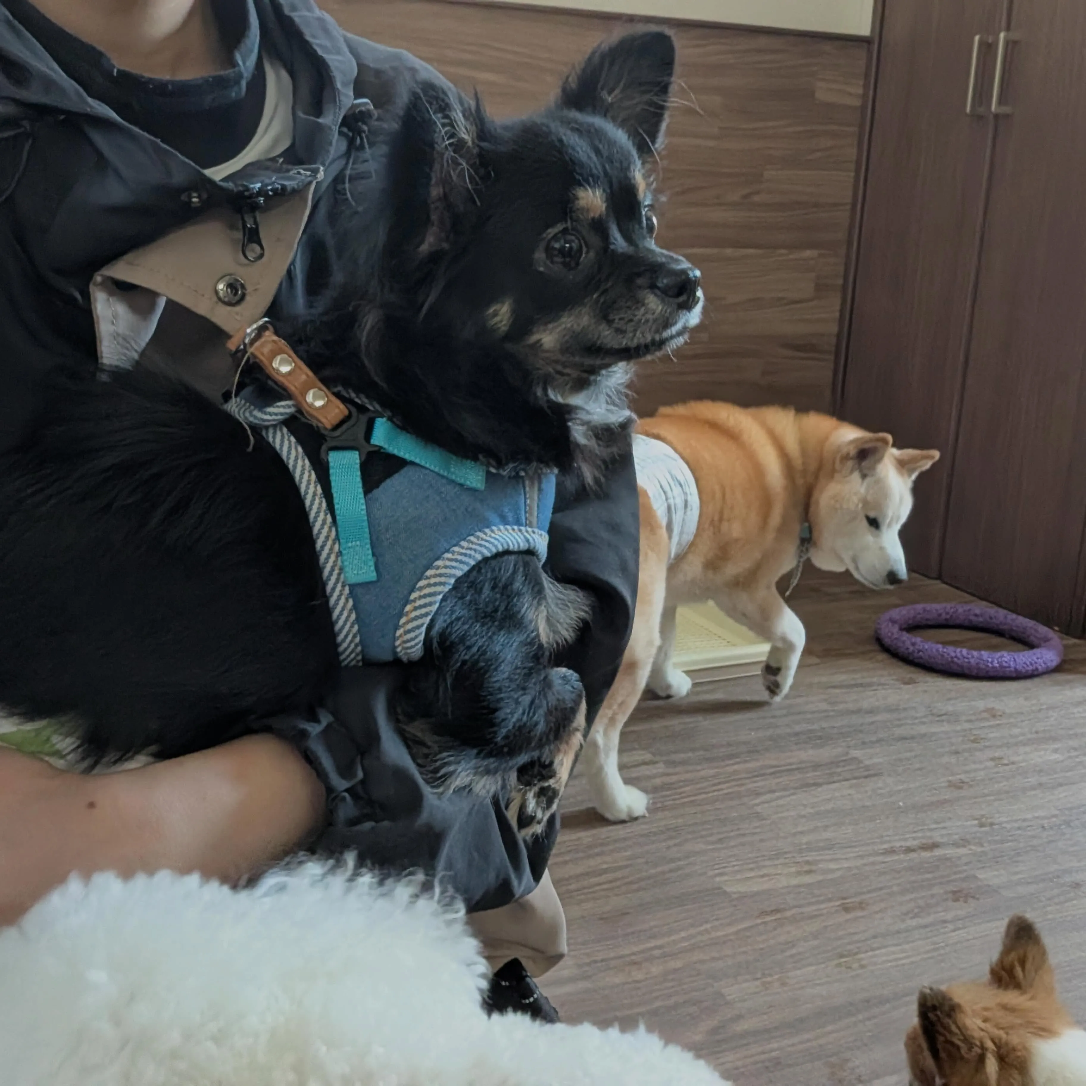 入会してくれたトトくんと大福くんです🐶