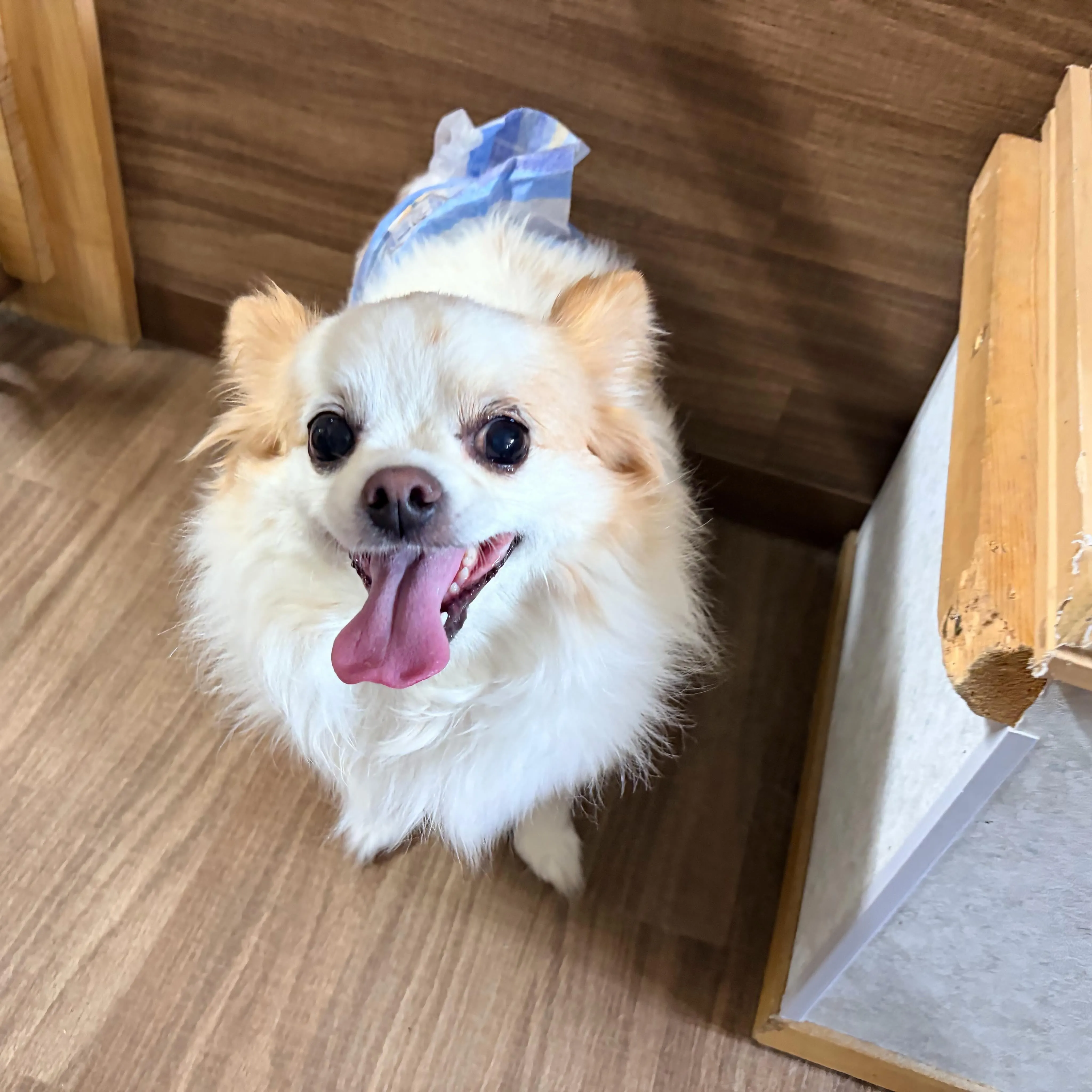 入会してくれたトトくんと大福くんです🐶