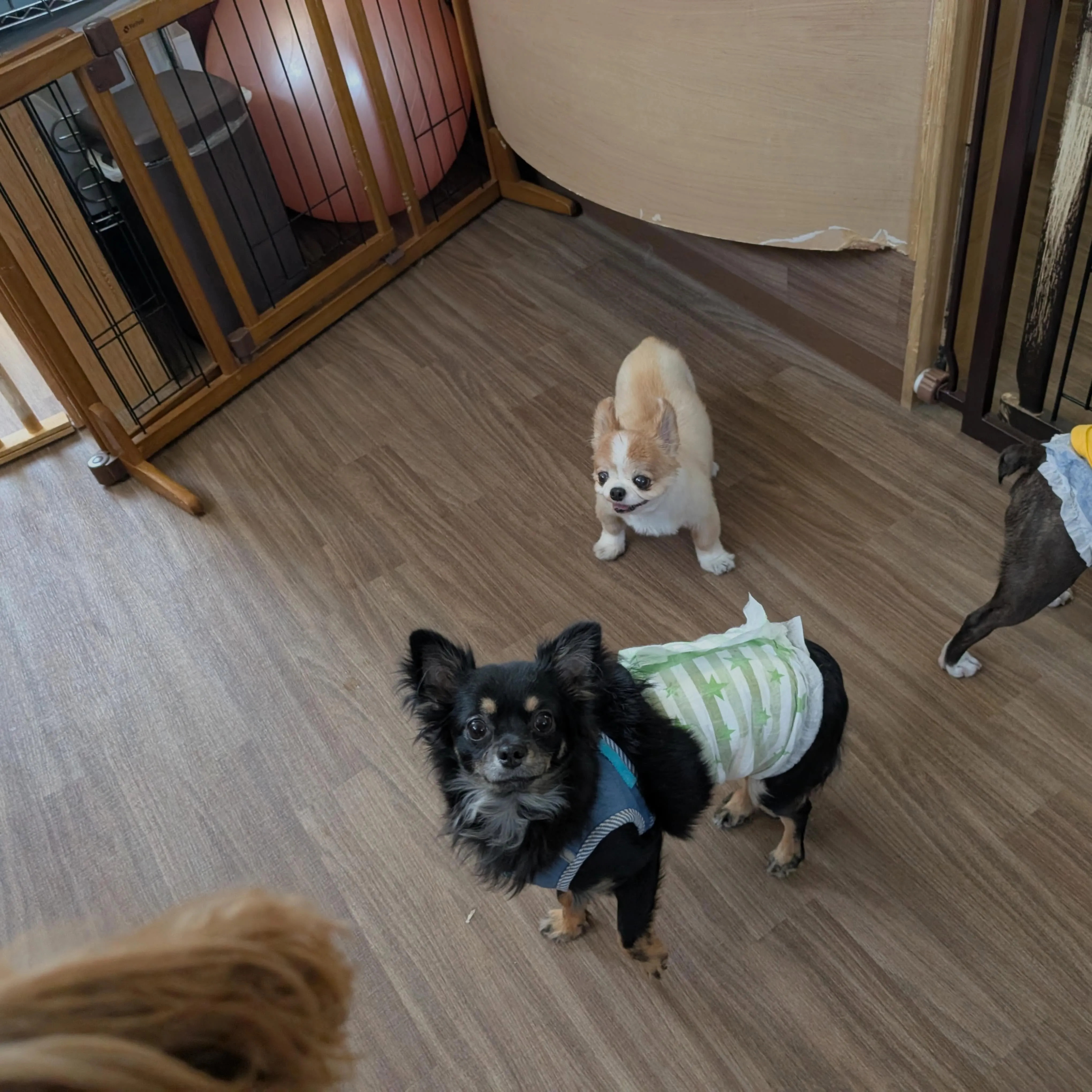 入会してくれたトトくんと大福くんです🐶