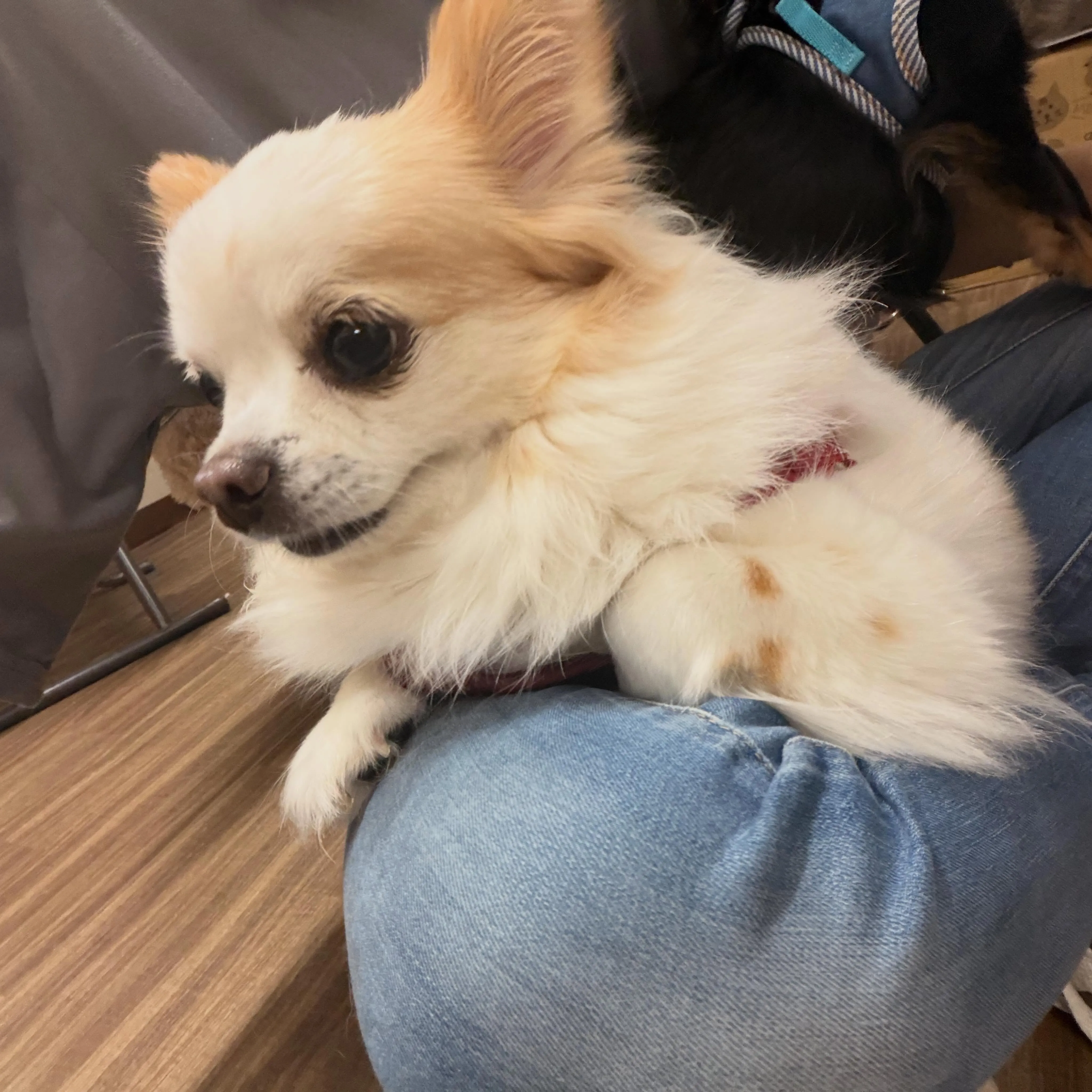 入会してくれたトトくんと大福くんです🐶