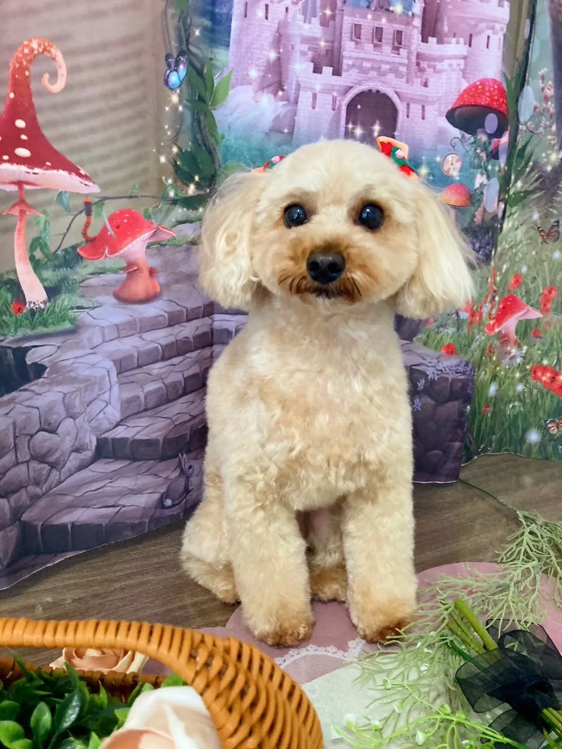 トリミングのセットメニューをご利用頂いたわんこたちです✨️⁡