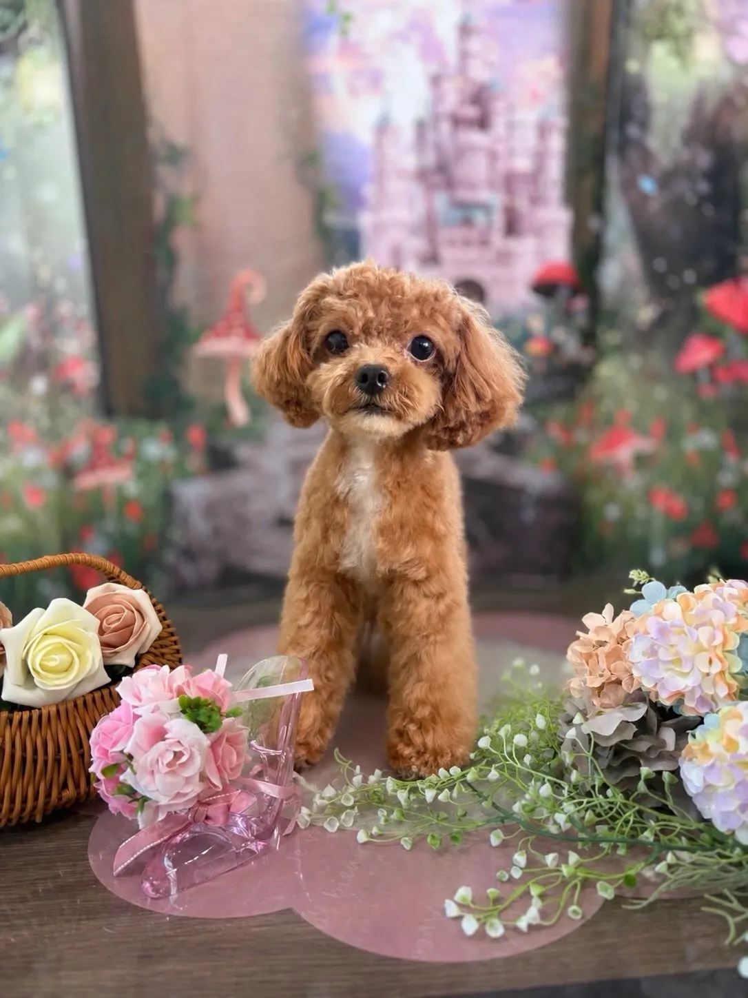 トリミングのセットメニューをご利用頂いたわんこたちです✨️⁡