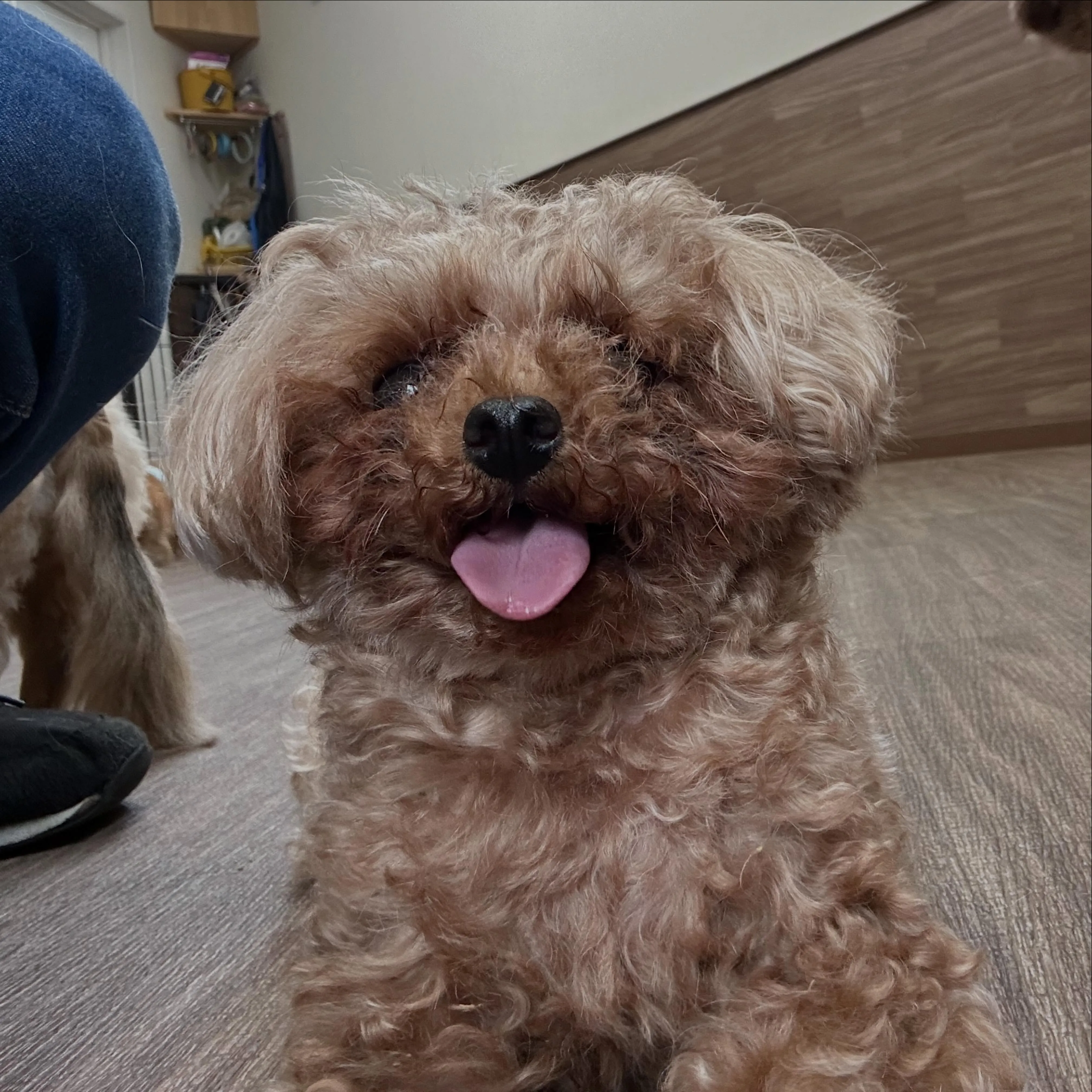 入会してくれたラテちゃんです💕