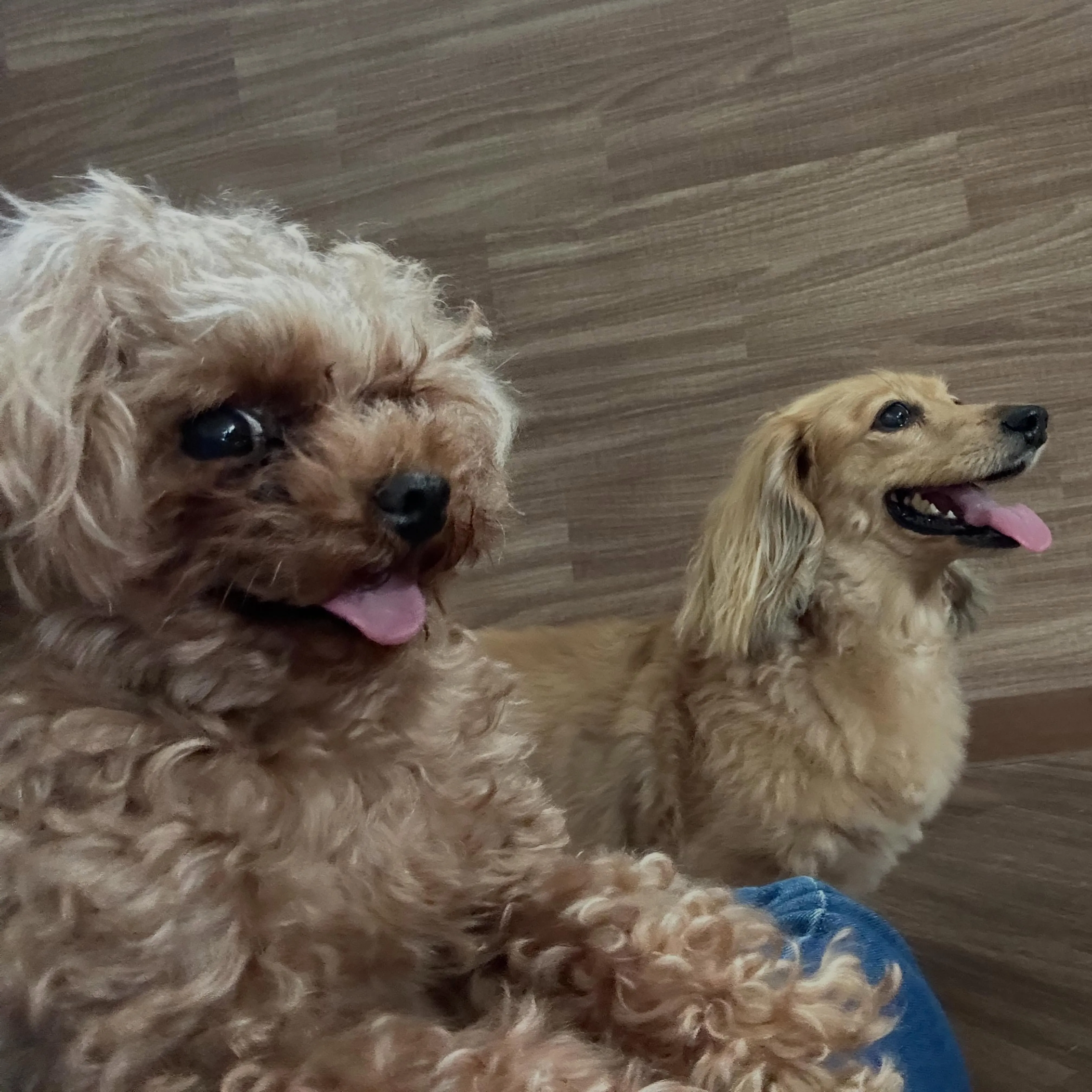 入会してくれたラテちゃんです💕