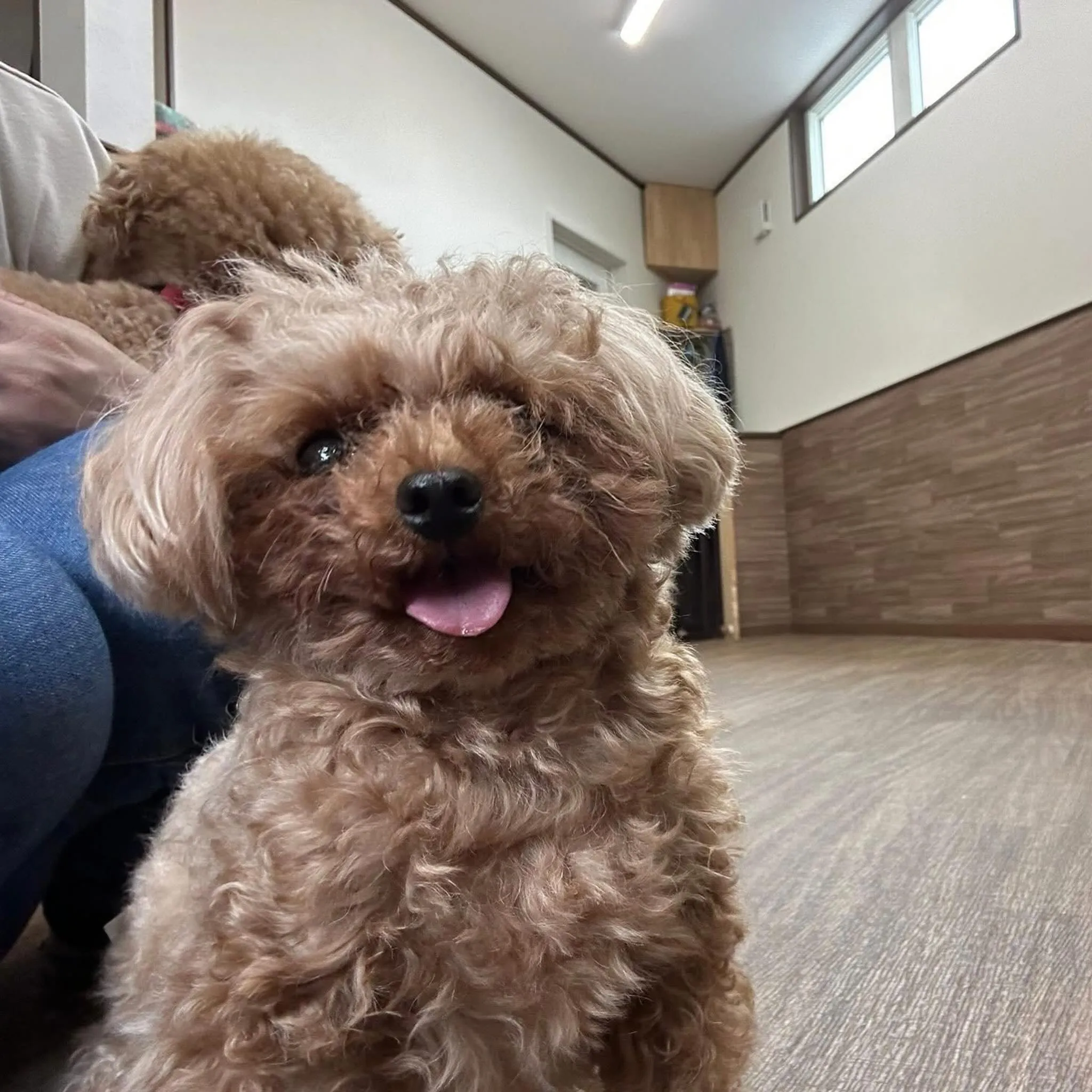 入会してくれたラテちゃんです💕