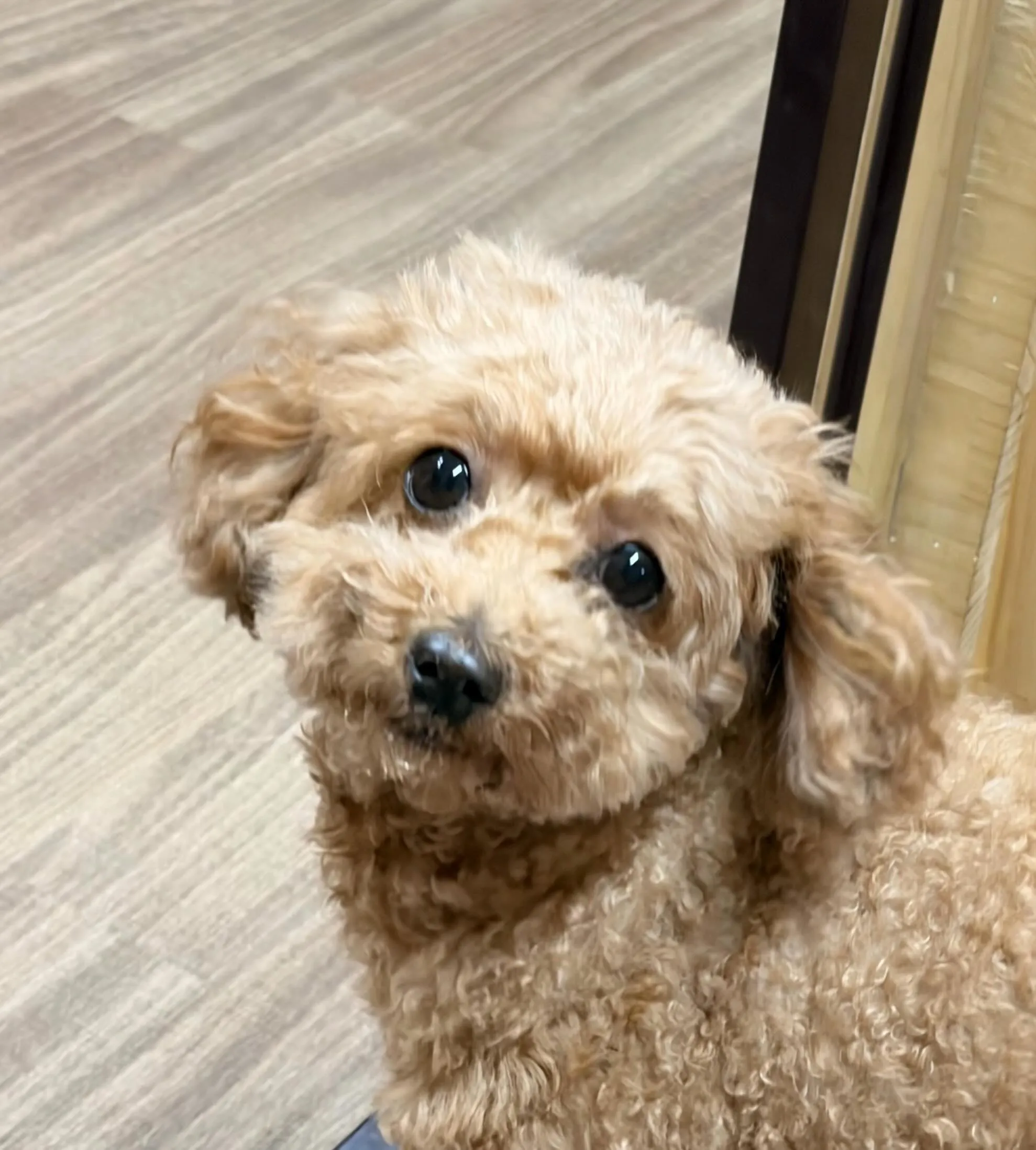 入会してくれたりんちゃんです☺️