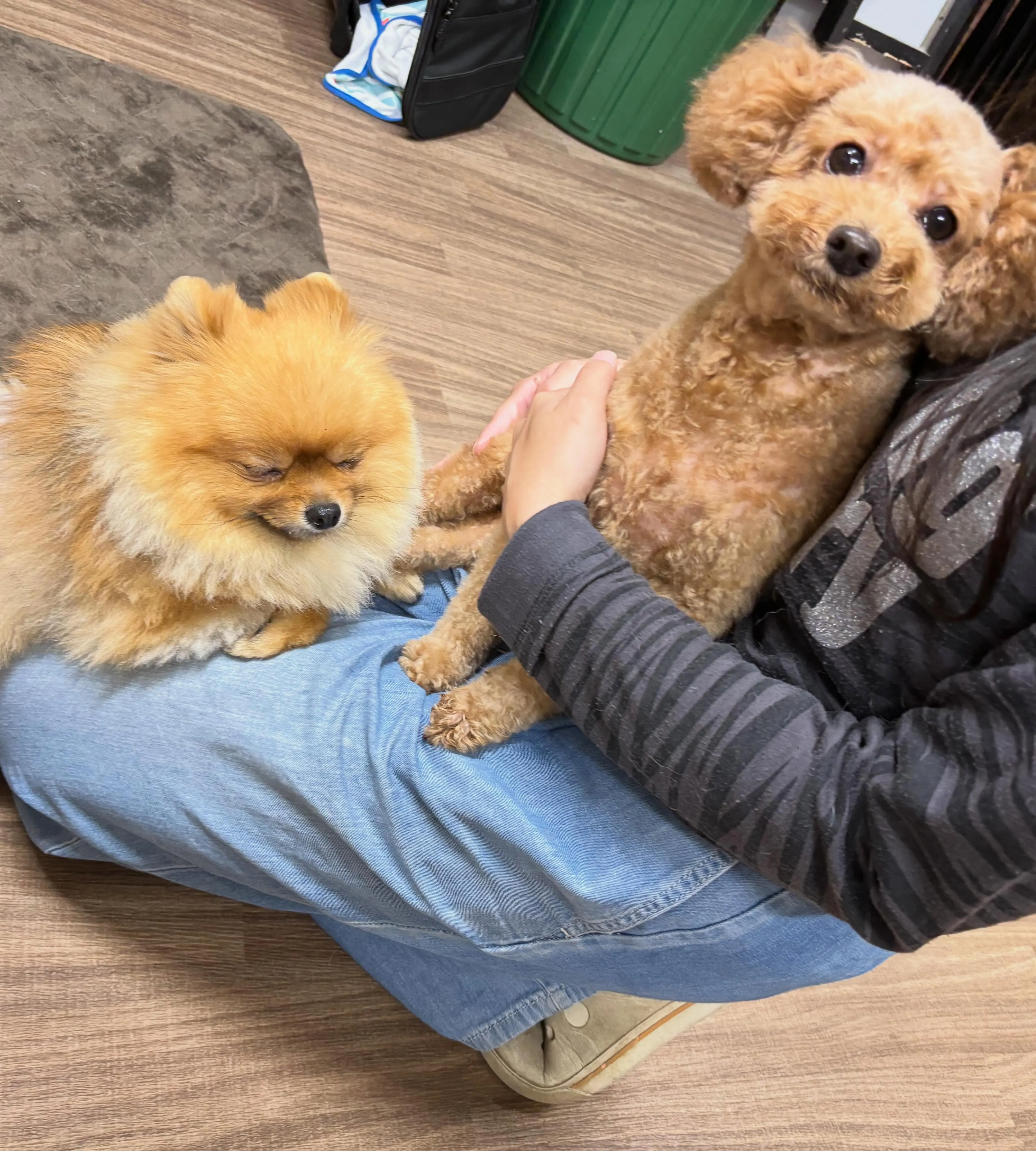 入会してくれたりんちゃんです☺️