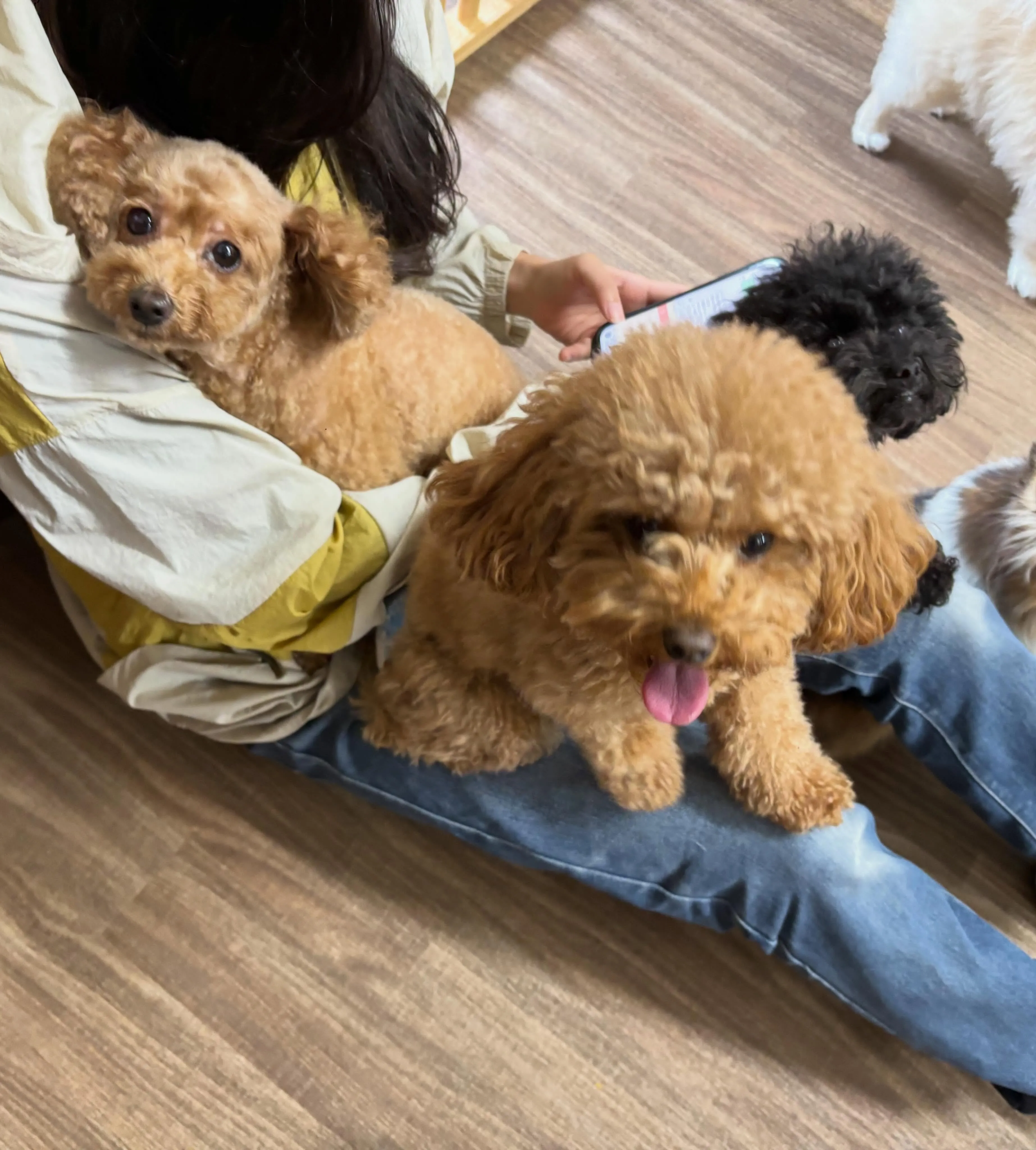 入会してくれたりんちゃんです☺️