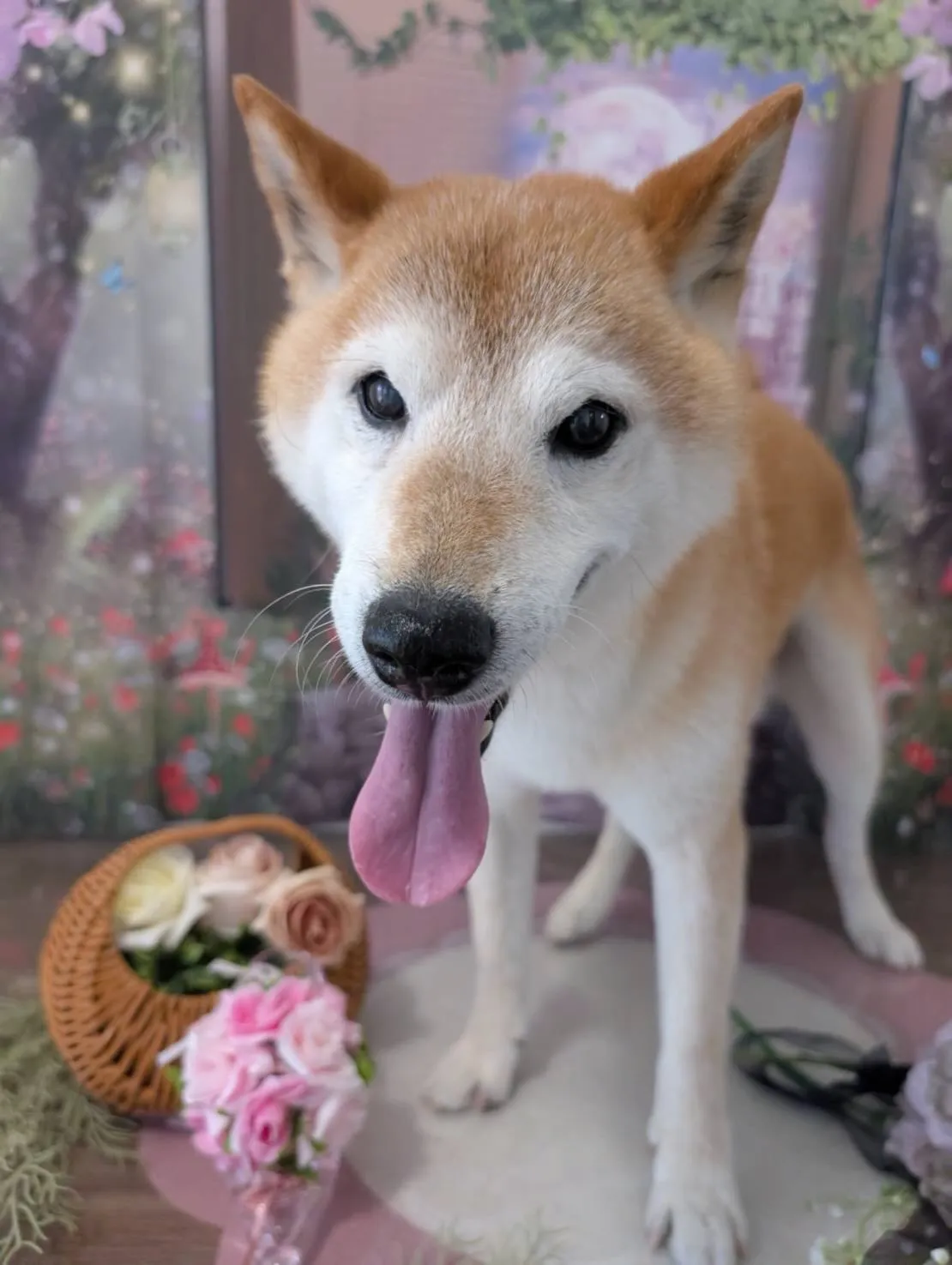 トリミングのセットメニューをご利用頂いたわんこたちです🐶