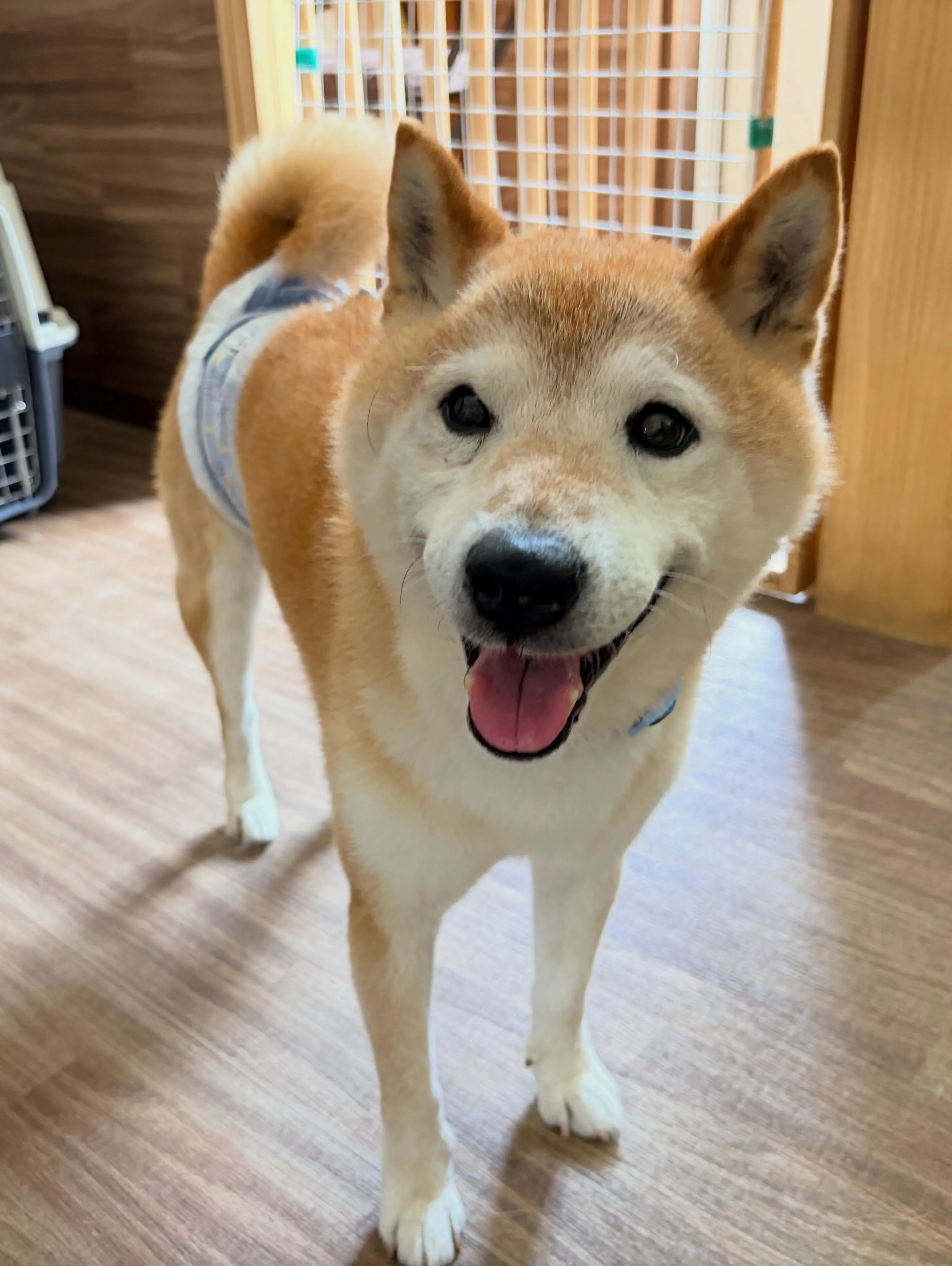 トリミングのセットメニューをご利用頂いたわんこたちです🐶
