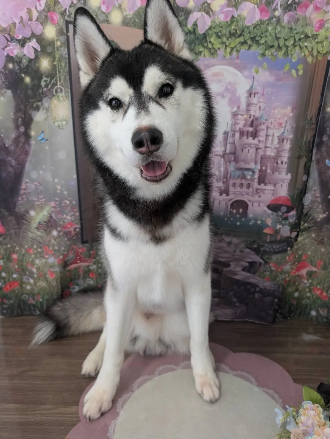 トリミングのセットメニューをご利用頂いたわんこたちです🐶