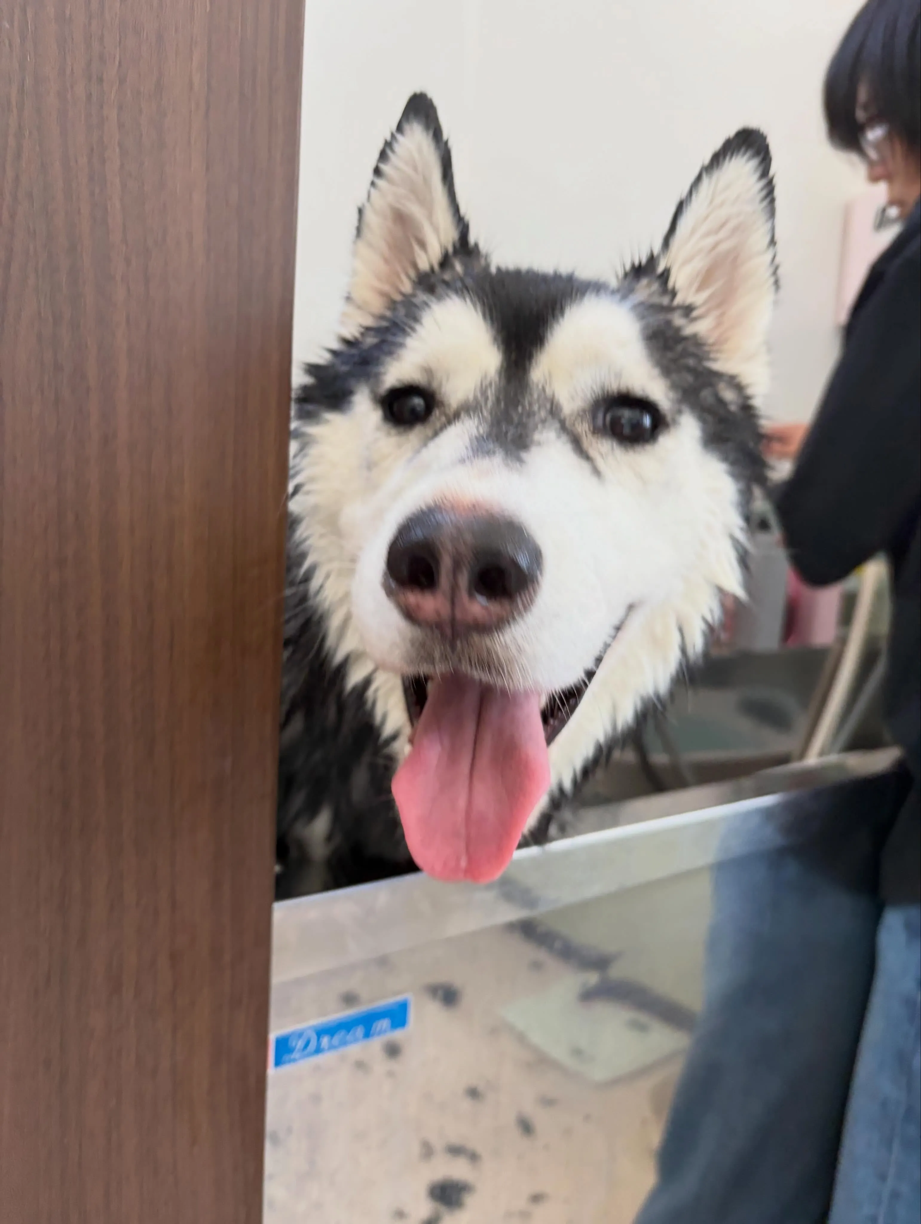 トリミングのセットメニューをご利用頂いたわんこたちです🐶