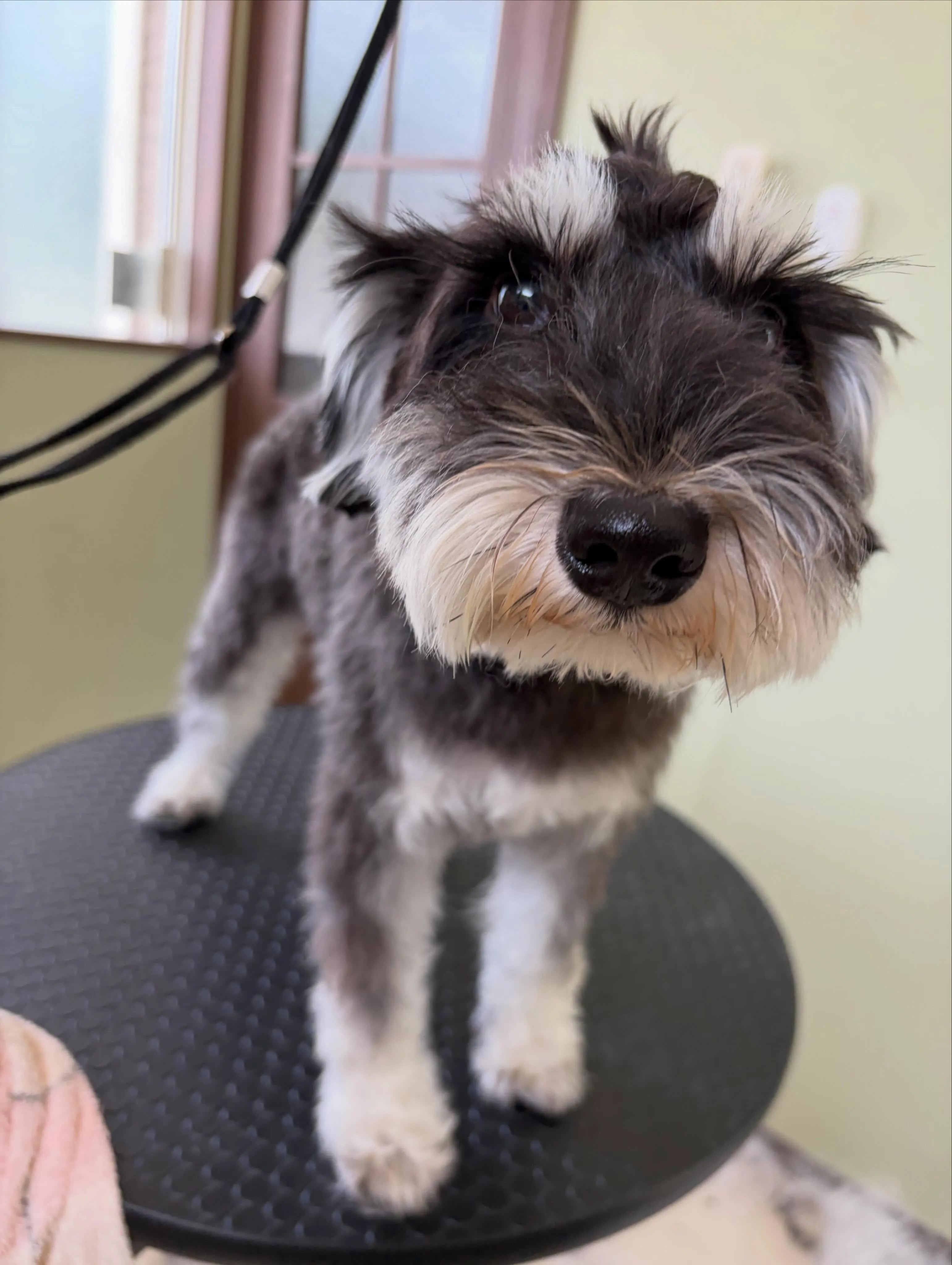 トリミングのセットメニューをご利用頂いたわんこたちです🐶