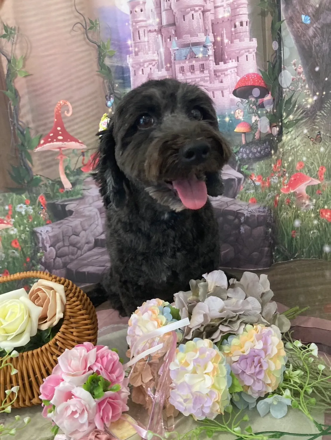トリミングのセットメニューをご利用頂いたわんこたちです🐶