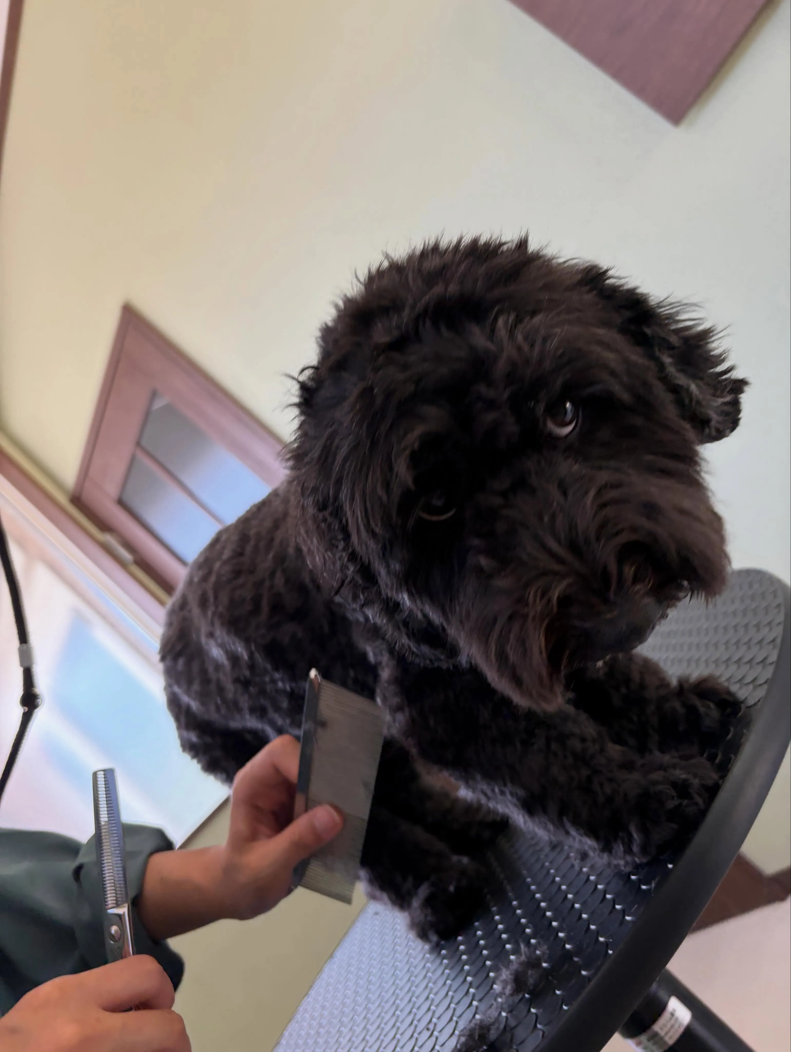 トリミングのセットメニューをご利用頂いたわんこたちです🐶