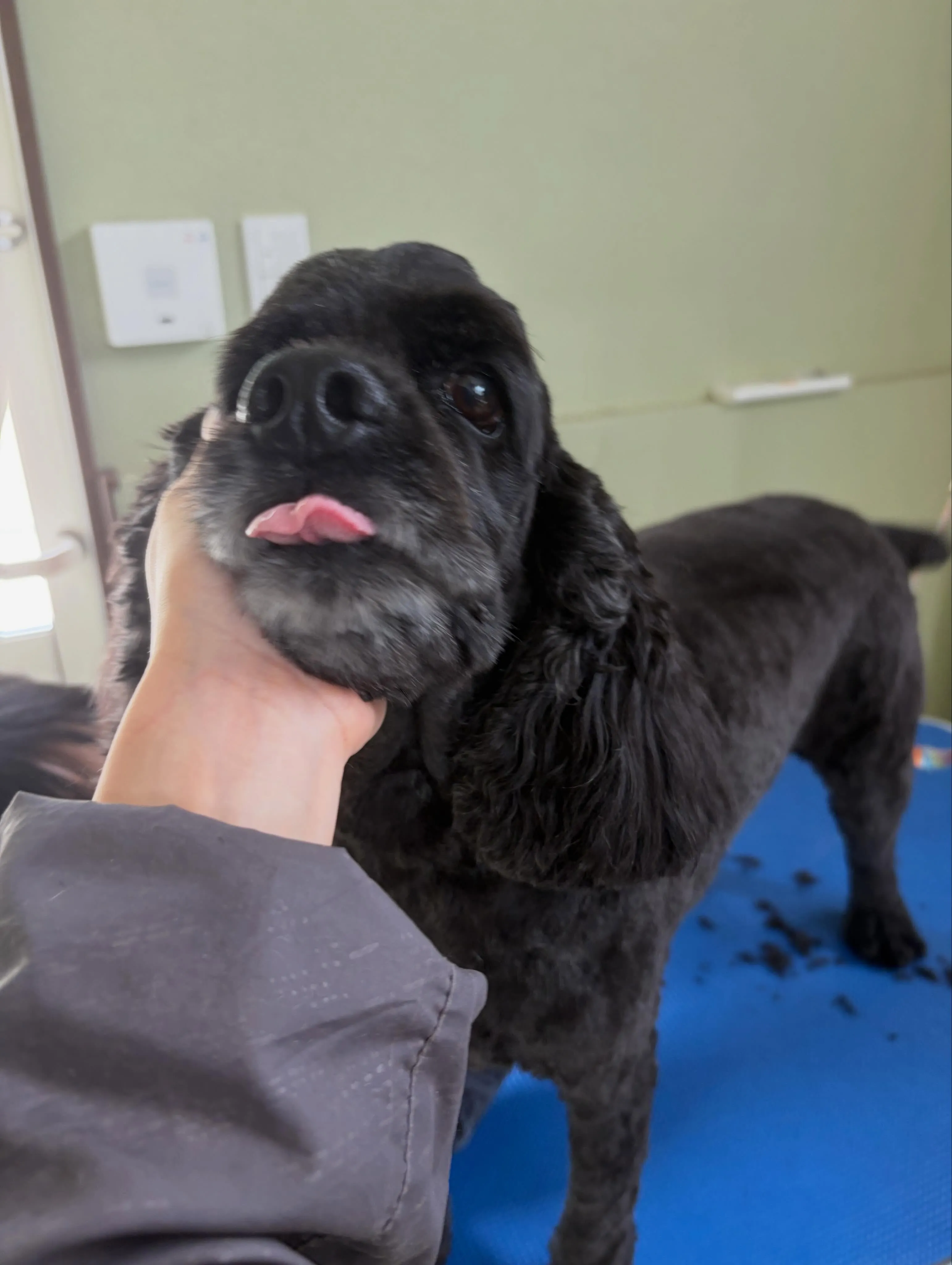トリミングのセットメニューをご利用頂いたわんこたちです🐶