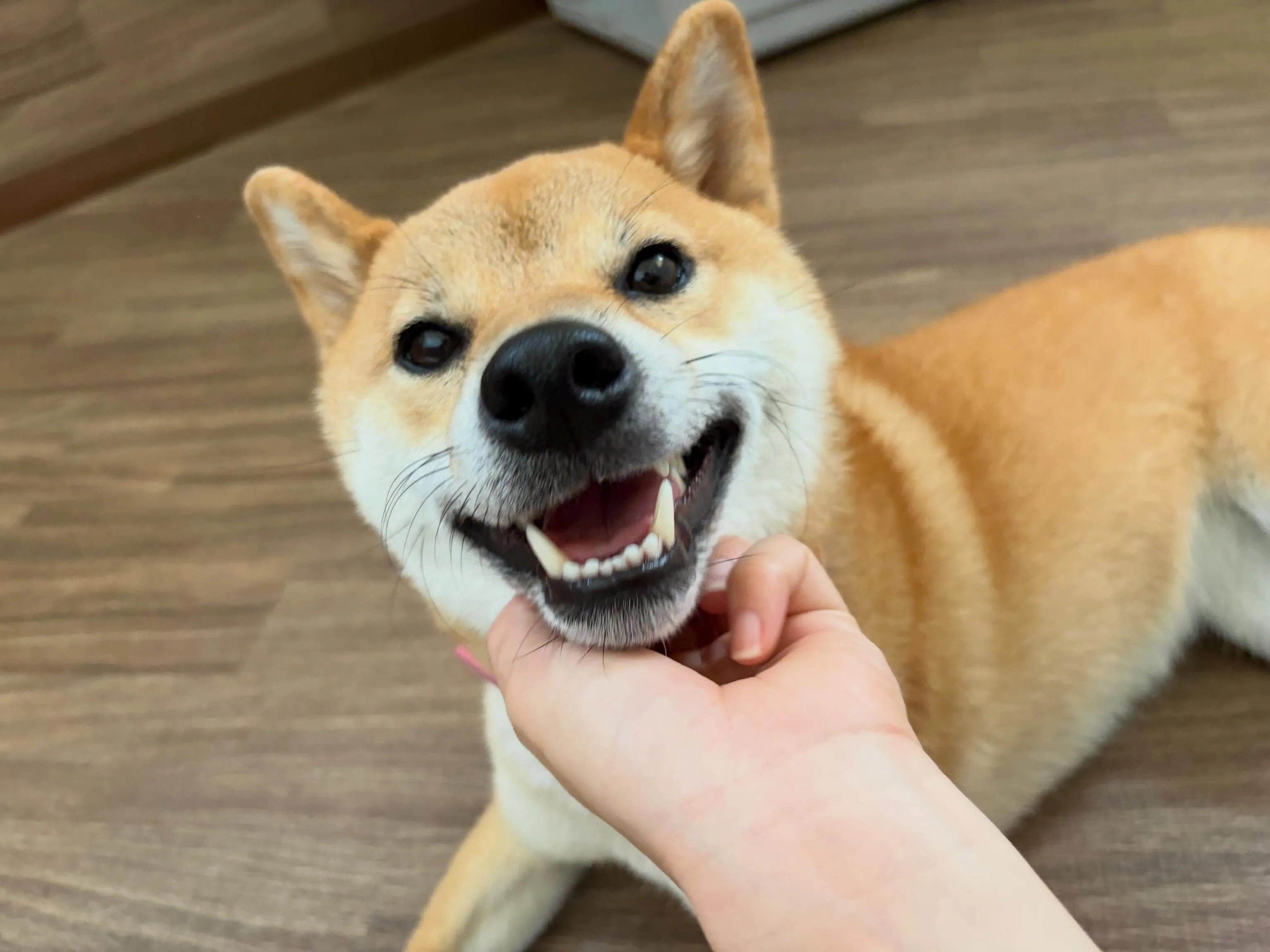 ようやく!