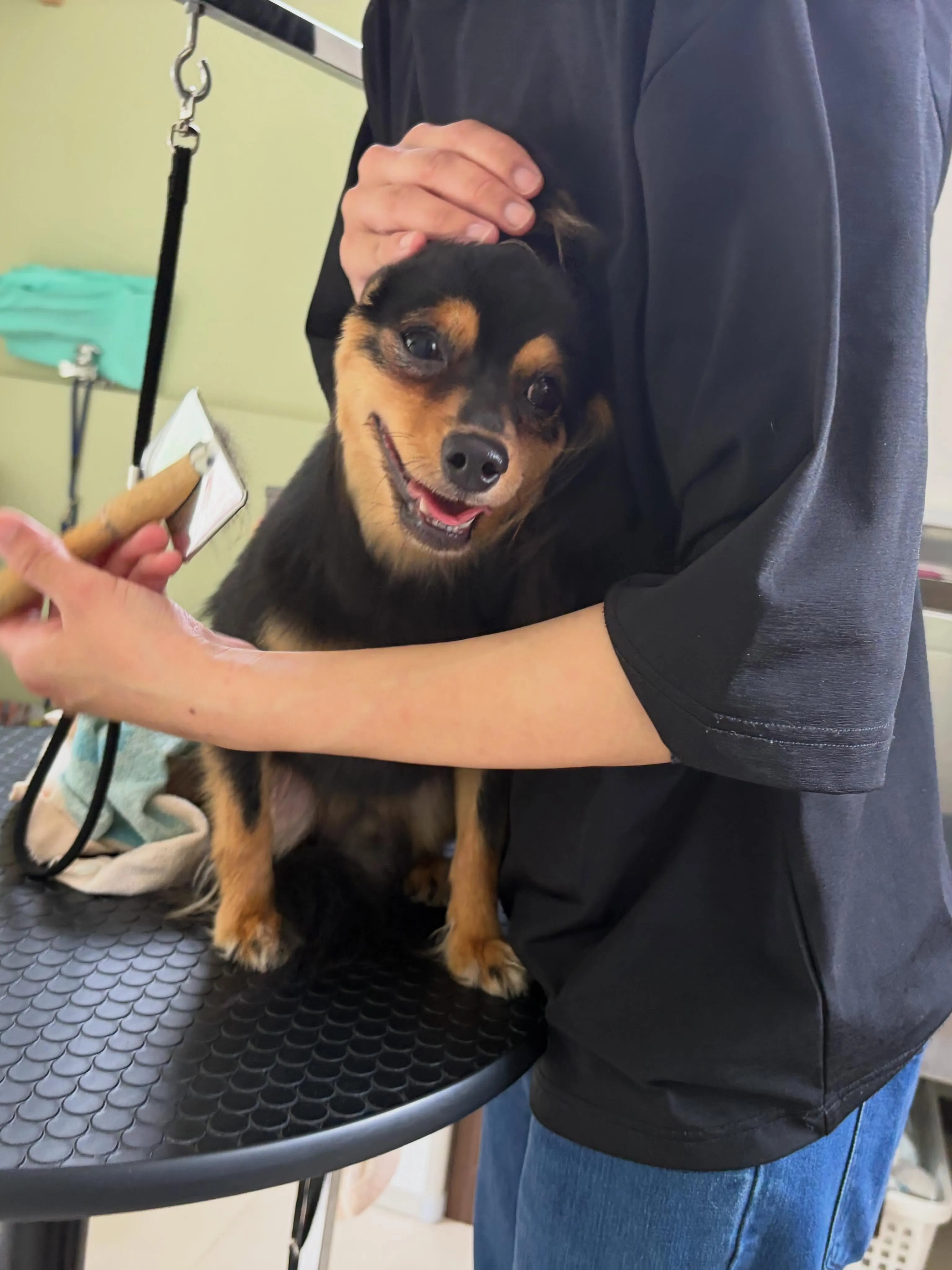 トリミングのセットメニューをご利用頂いたわんこたち🐾