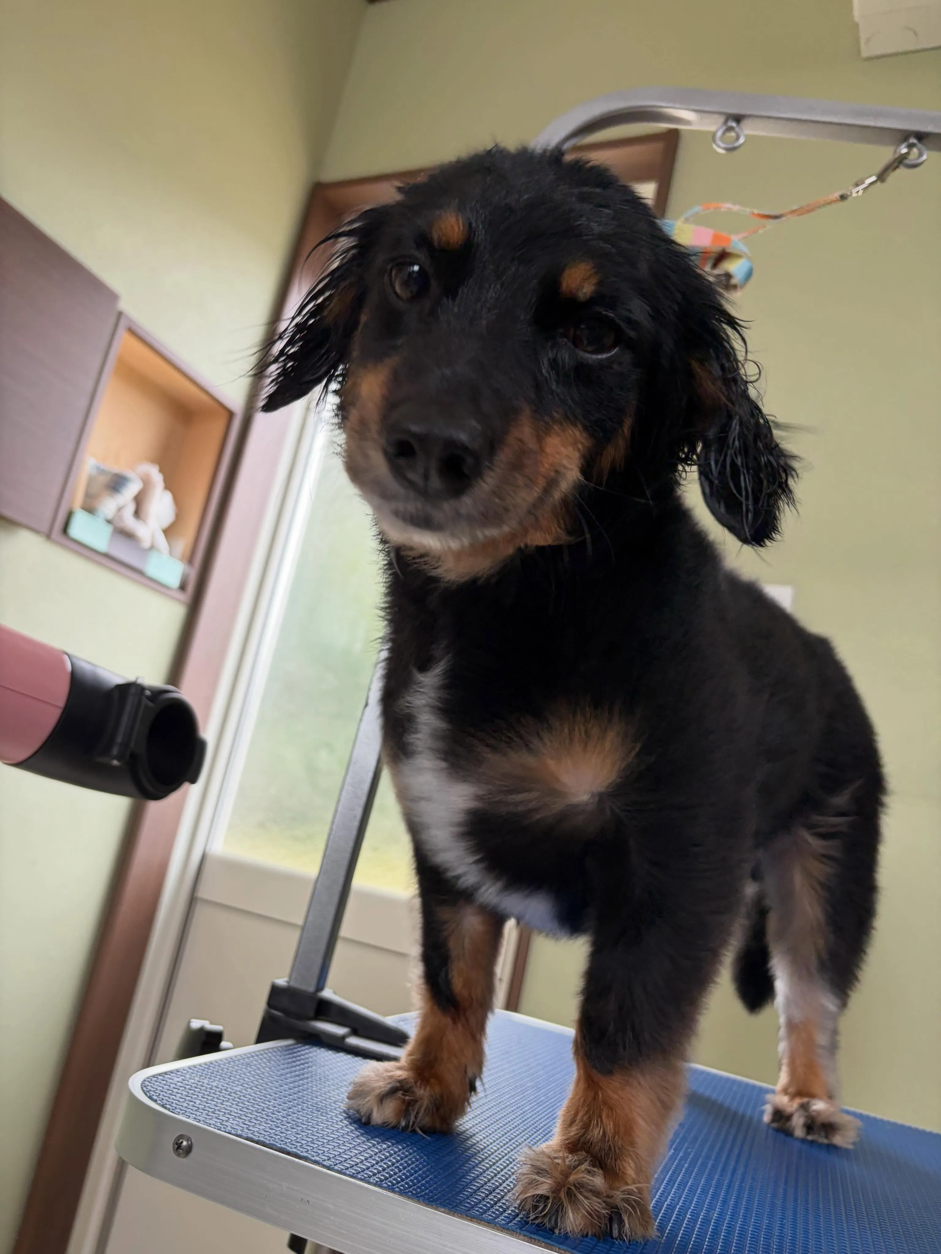 トリミングのセットメニューをご利用頂いたわんこたち🐾
