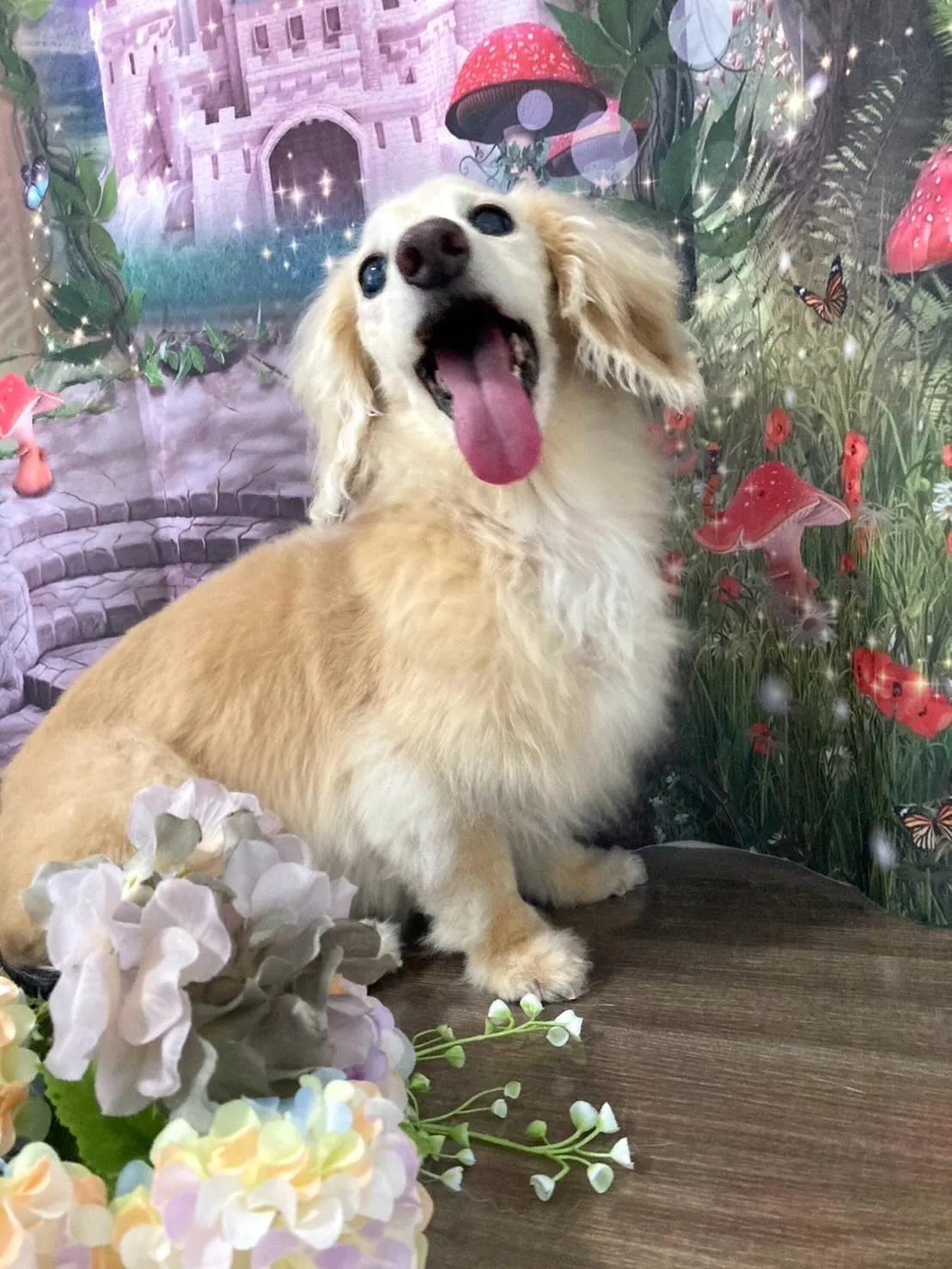 トリミングのセットメニューをご利用頂いたわんこたち🐾
