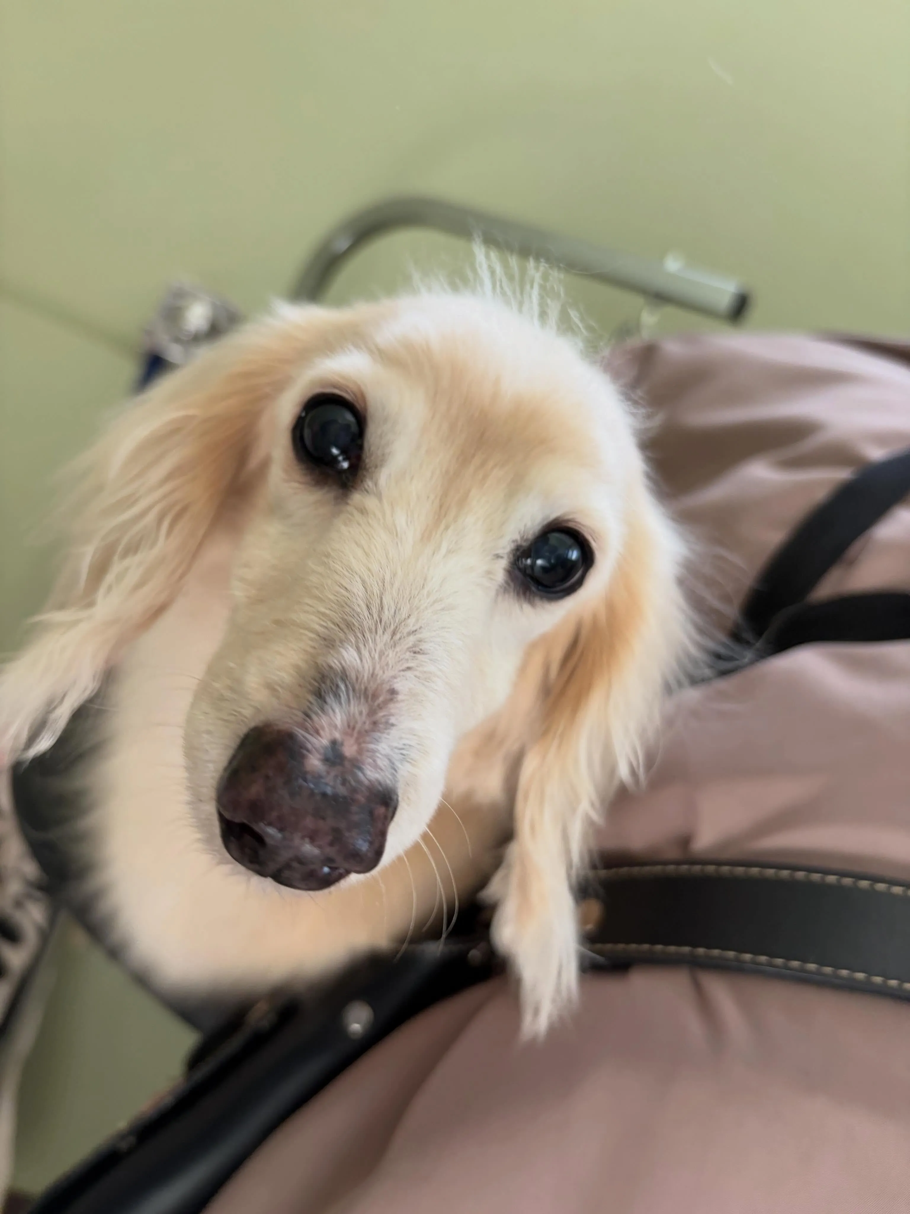 トリミングのセットメニューをご利用頂いたわんこたち🐾