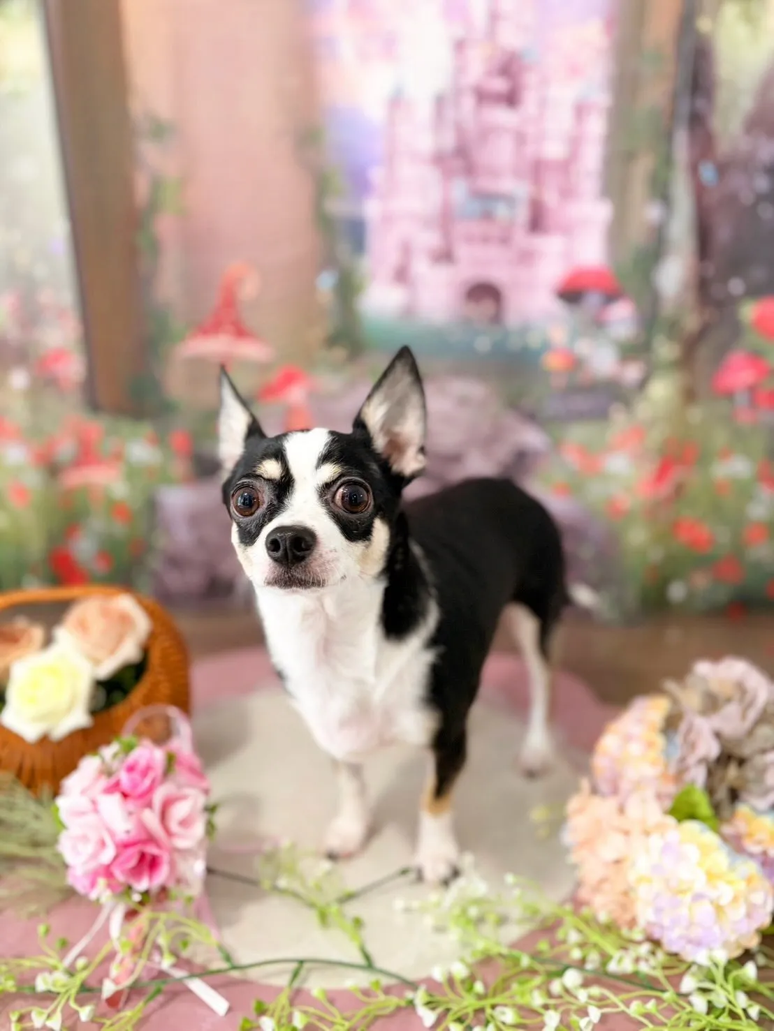 トリミングのセットメニューをご利用頂いたわんこたち🐾