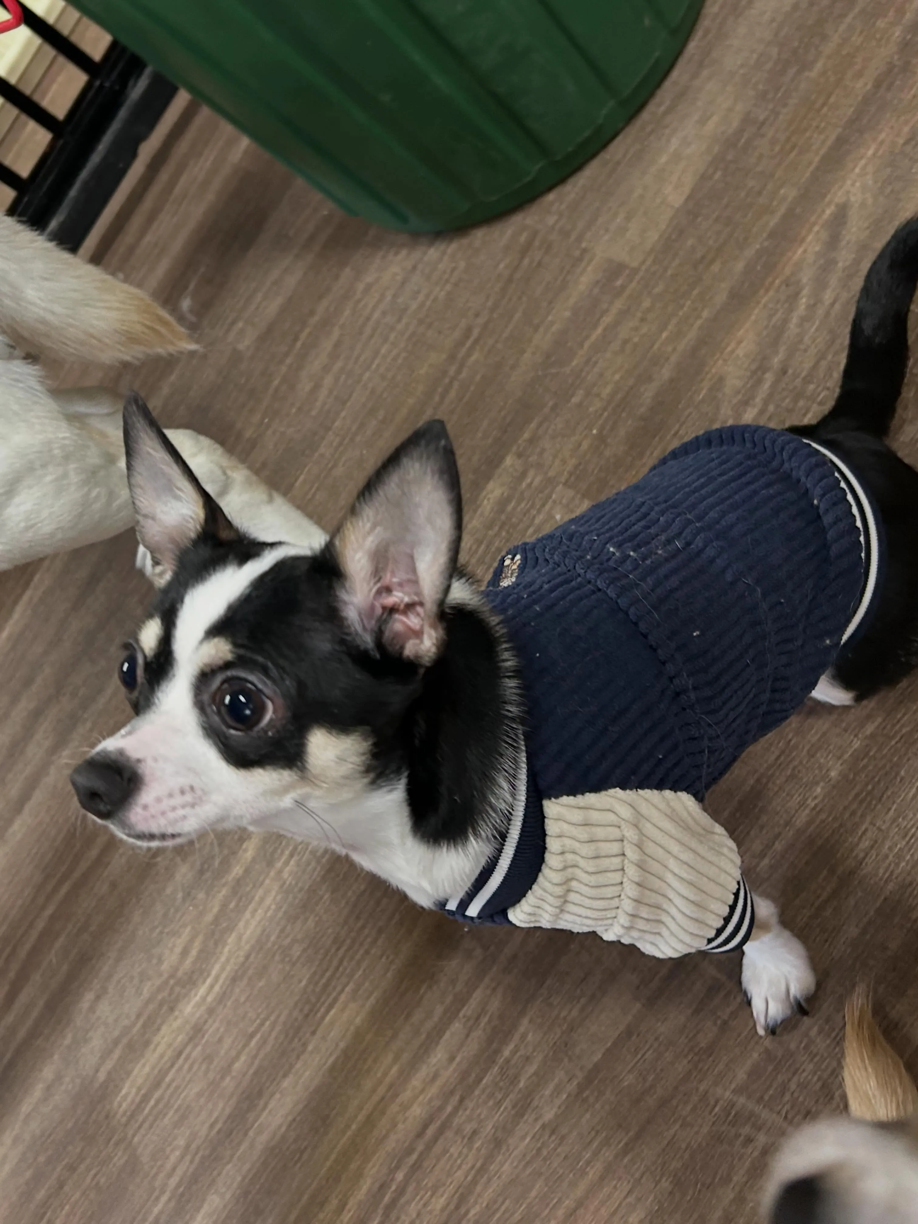 トリミングのセットメニューをご利用頂いたわんこたち🐾