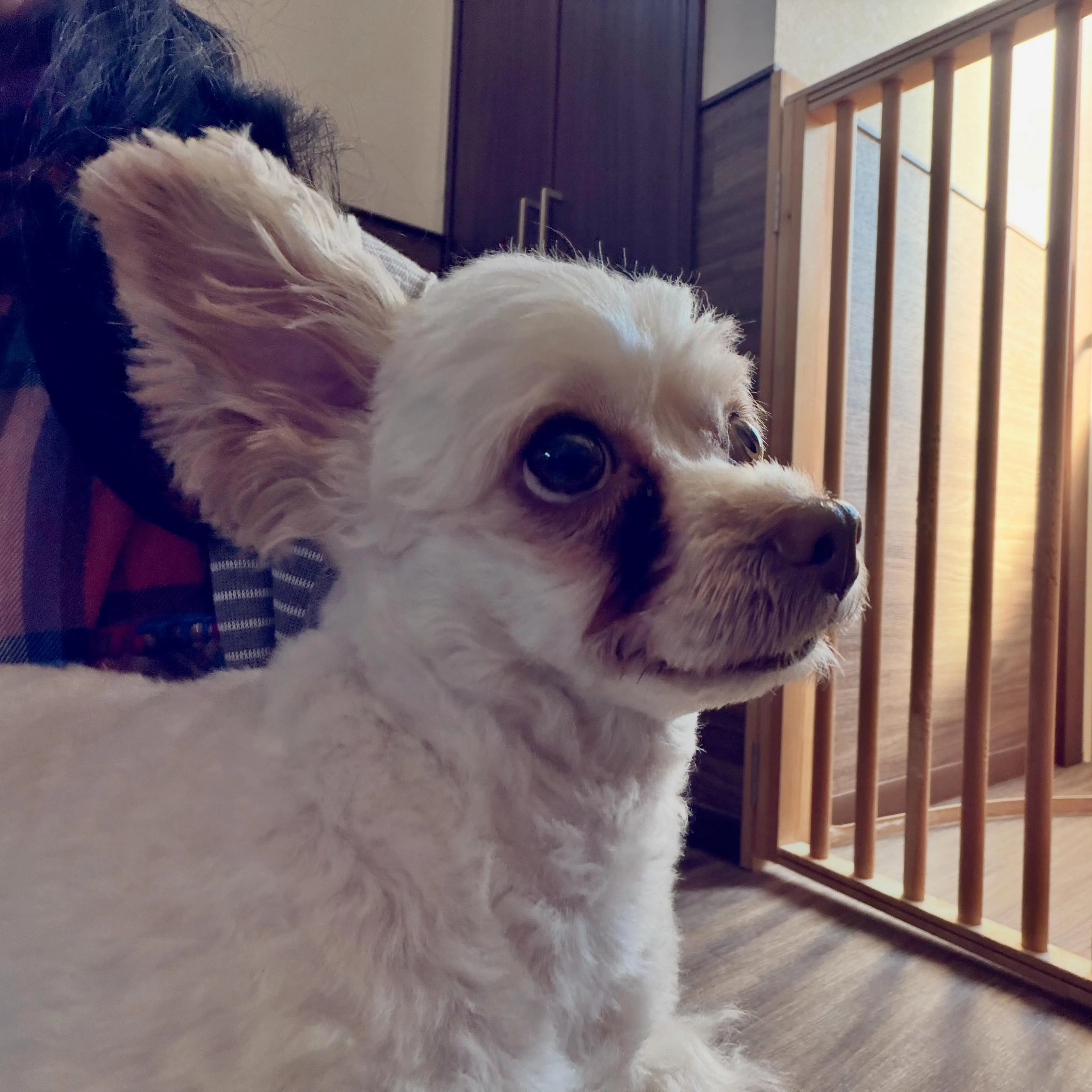入会してくれたモコちゃんです✨